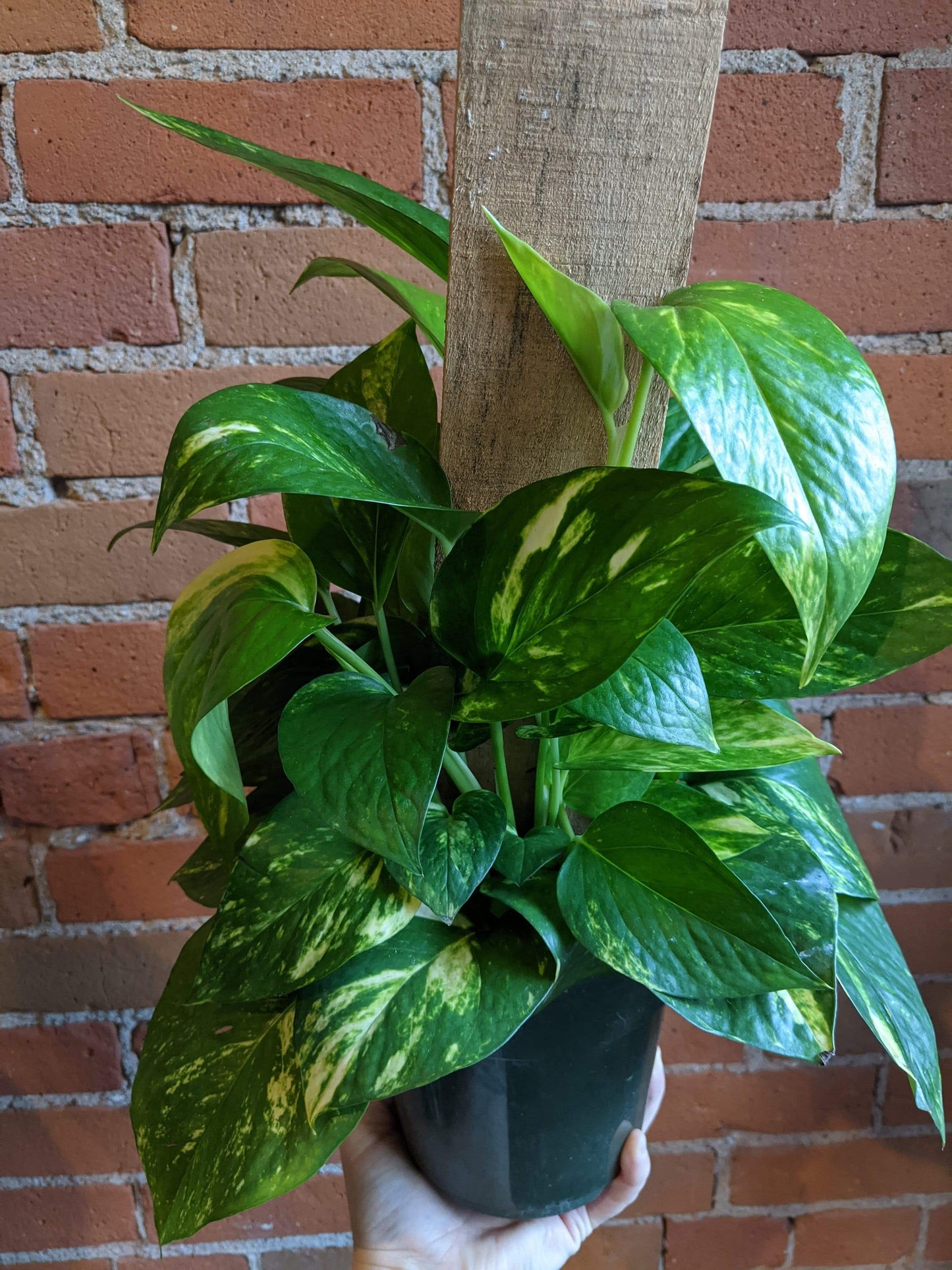 Plant Goals Plant Shop 6" Pothos Golden Totem