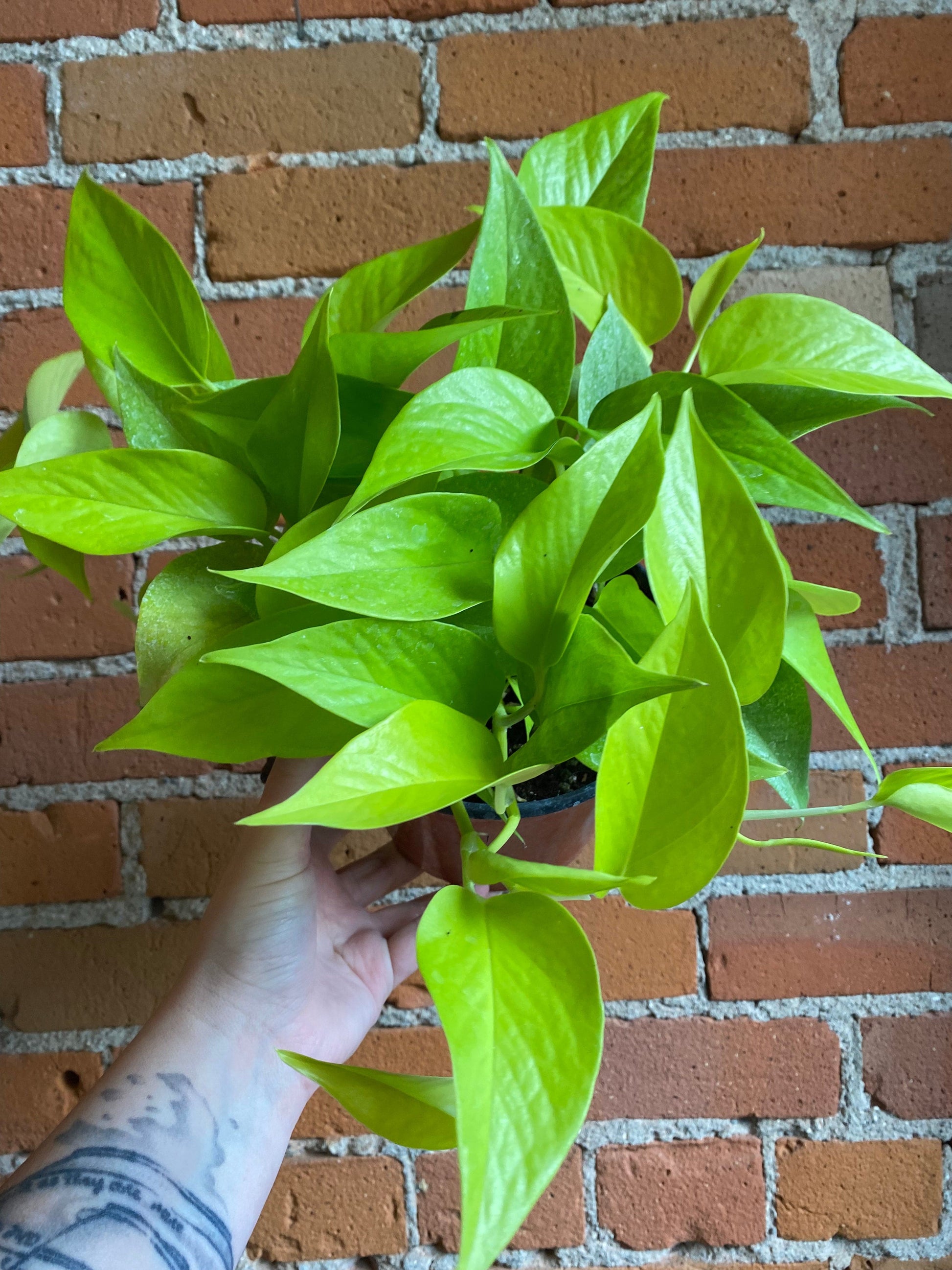 Plant Goals Plant Shop 6" Pothos Neon