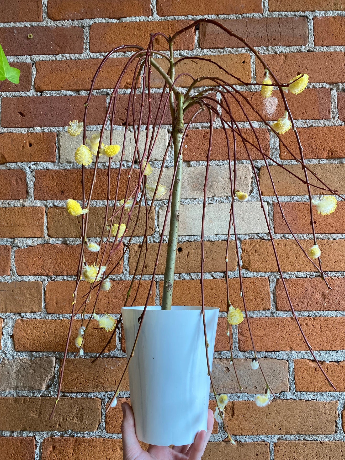 Plant Goals Plant Shop 6" Pussy Willow
