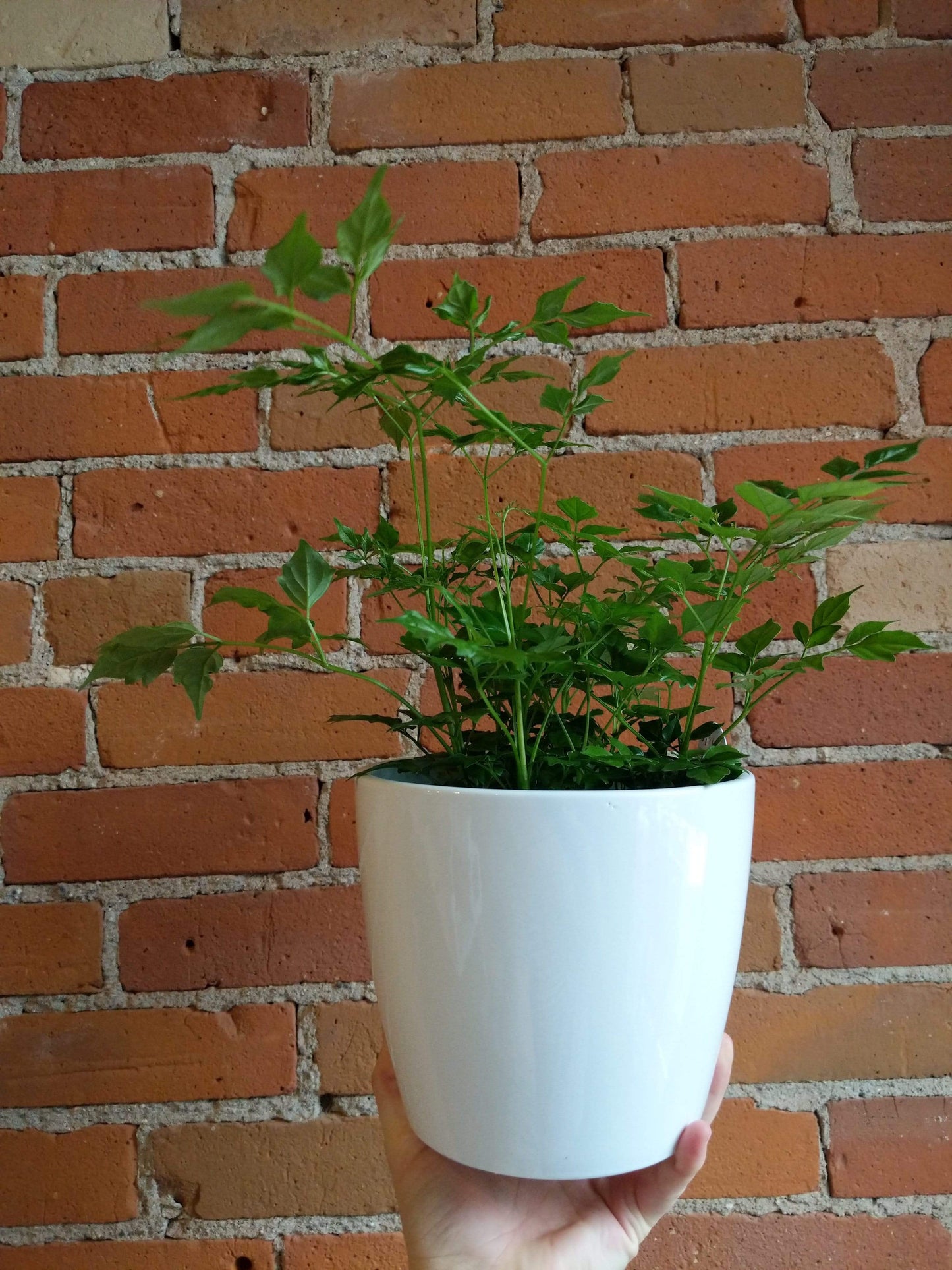 Plant Goals Plant Shop 6" Radermachera Sinica | China Doll Plant