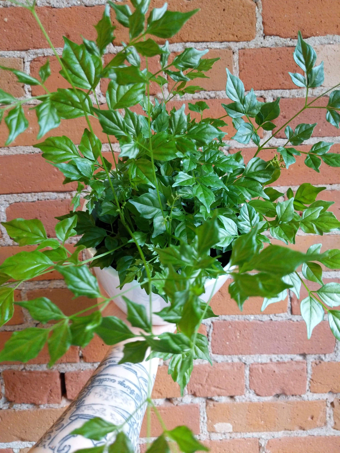 Plant Goals Plant Shop 6" Radermachera Sinica | China Doll Plant
