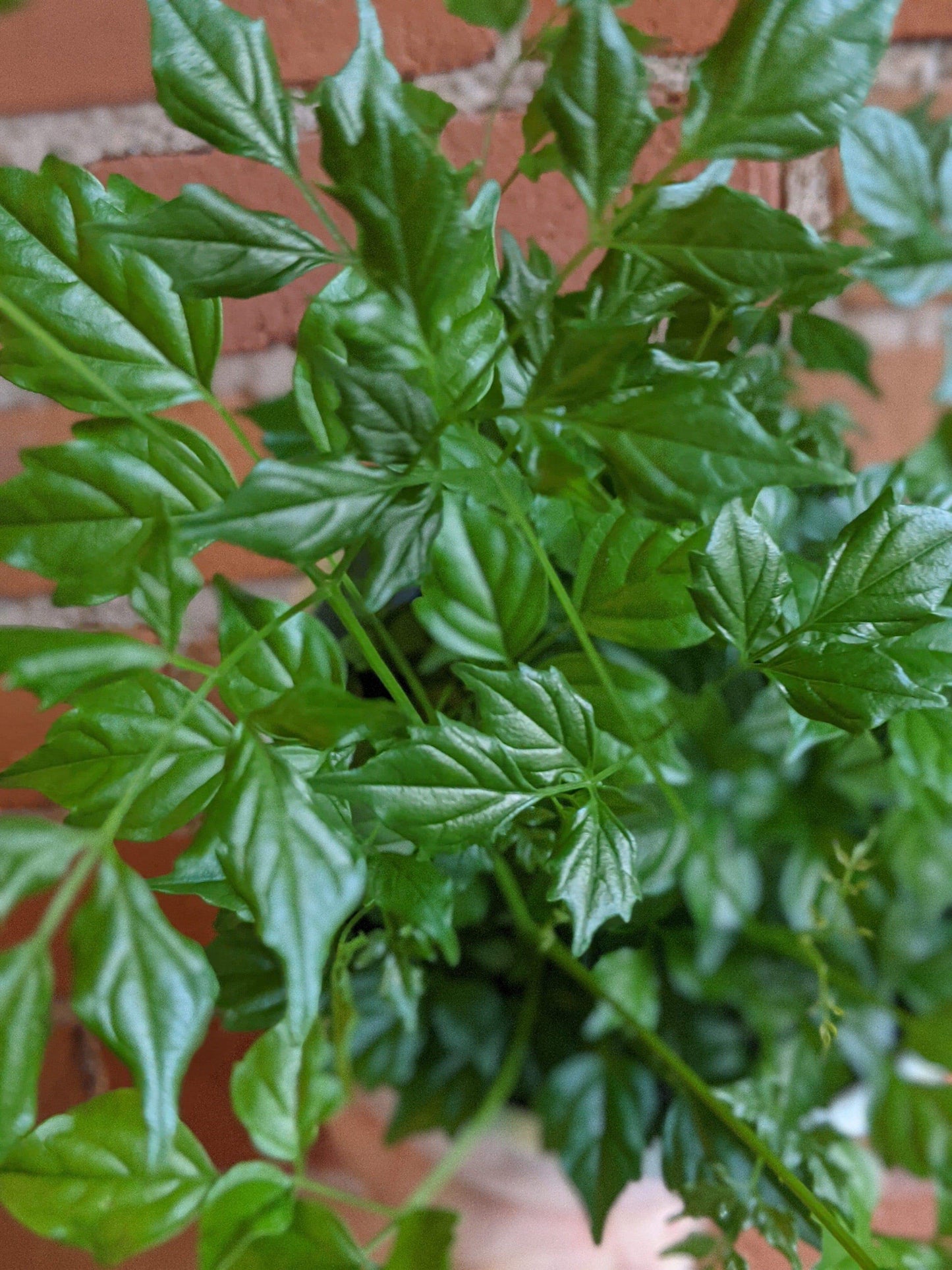 Plant Goals Plant Shop 6" Radermachera Sinica | China Doll Plant