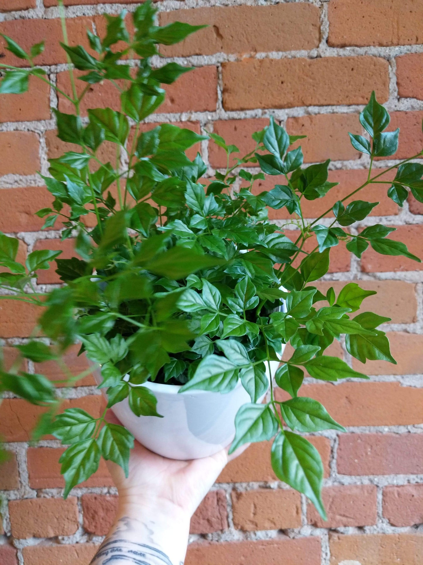 Plant Goals Plant Shop 6" Radermachera Sinica | China Doll Plant