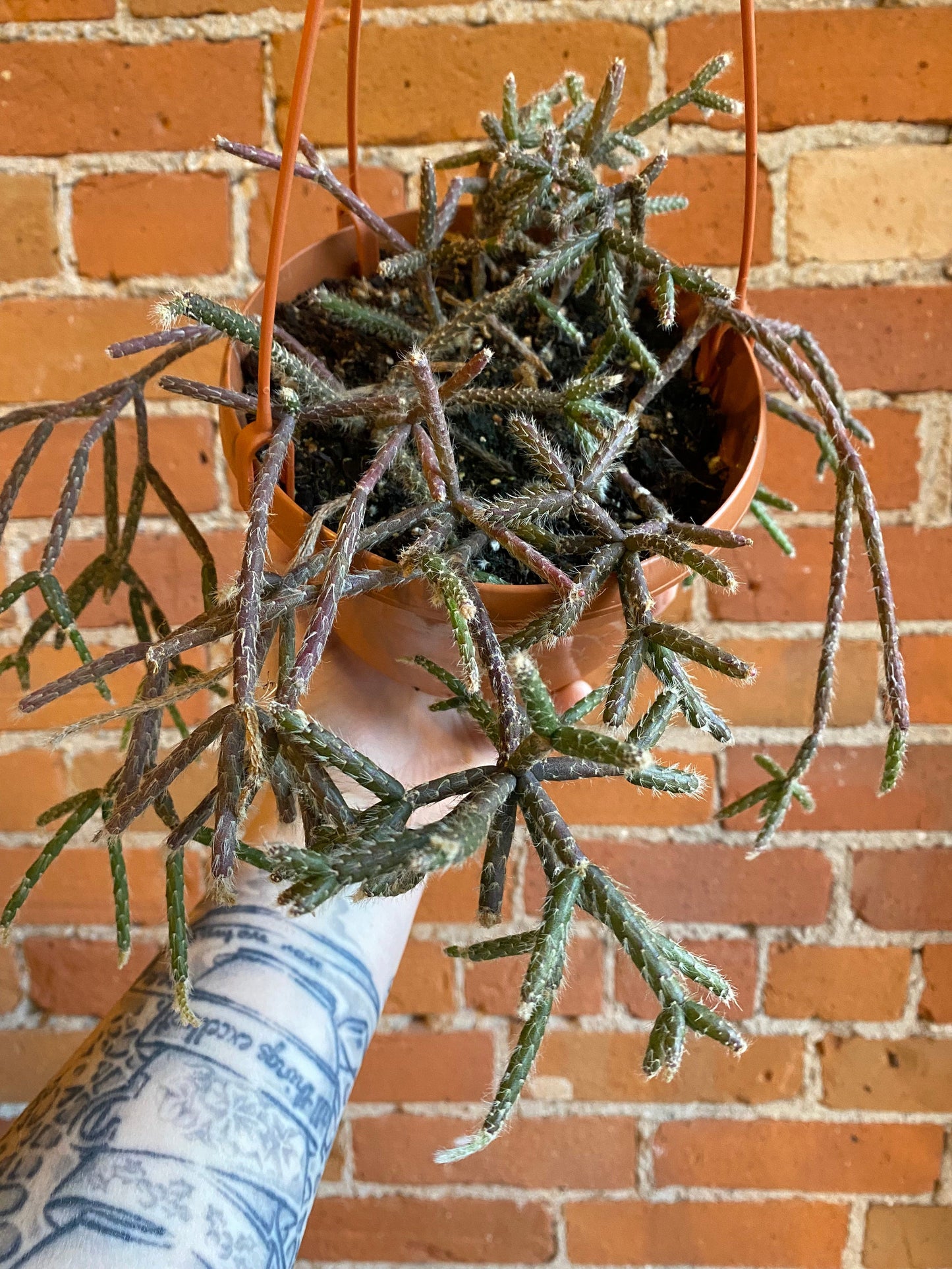 Plant Goals Plant Shop 6" Rhipsalis Baccifera Hanging Basket