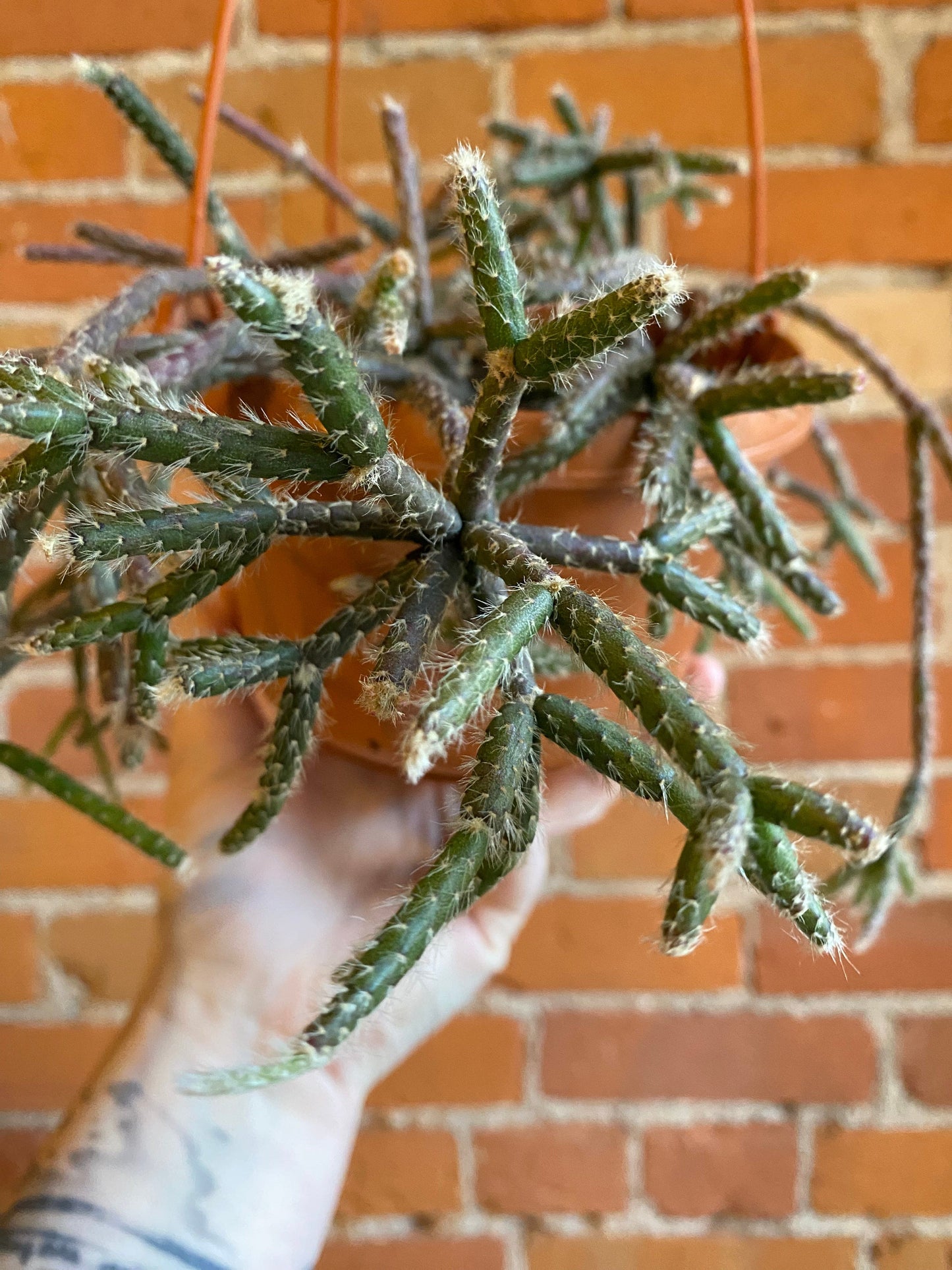 Plant Goals Plant Shop 6" Rhipsalis Baccifera Hanging Basket