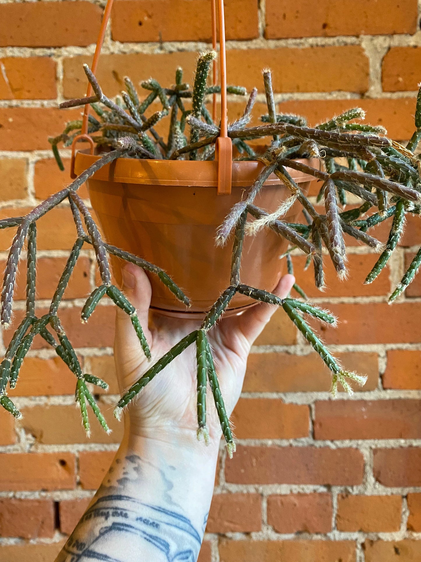 Plant Goals Plant Shop 6" Rhipsalis Baccifera Hanging Basket