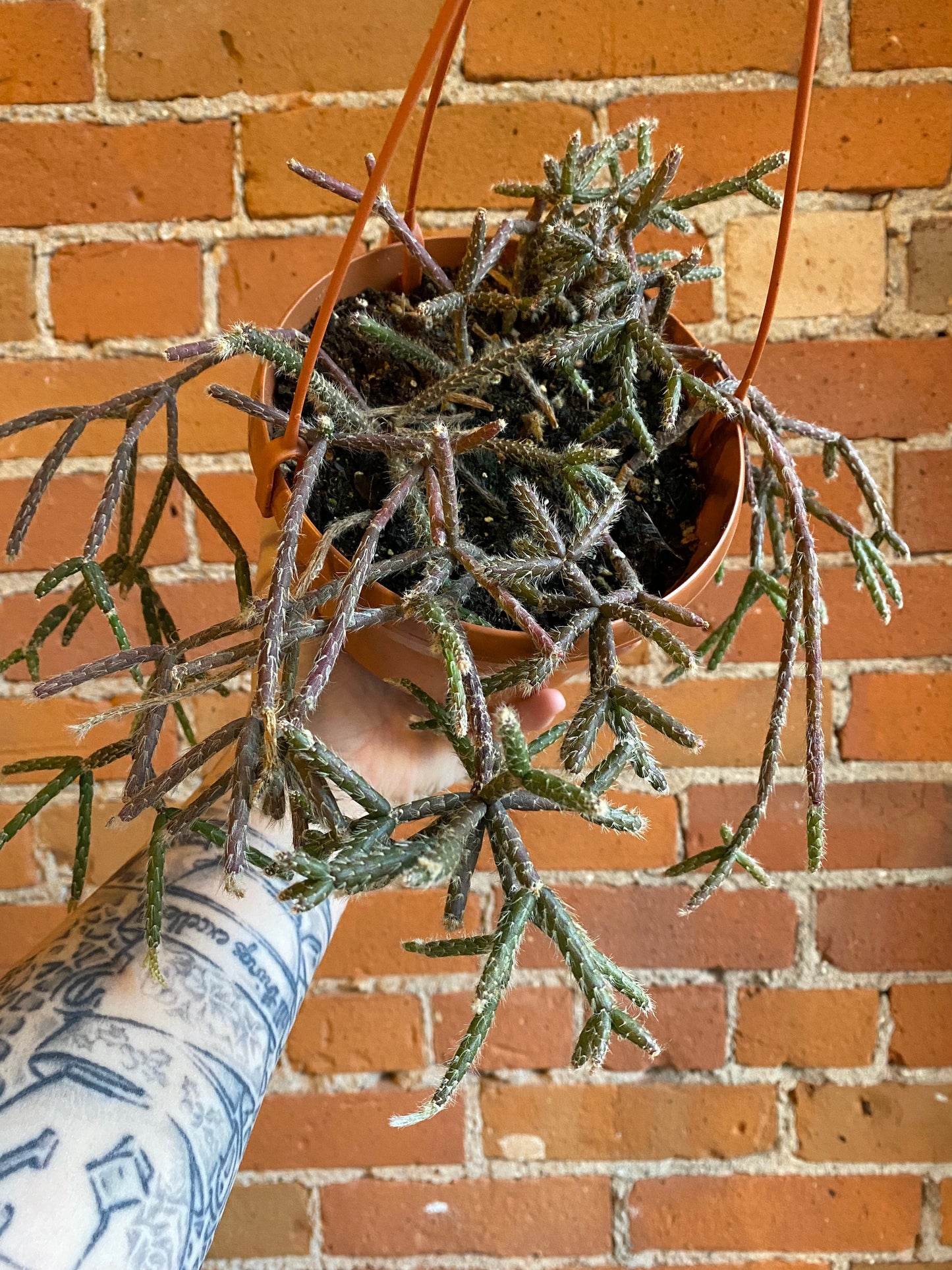 Plant Goals Plant Shop 6" Rhipsalis Baccifera Hanging Basket