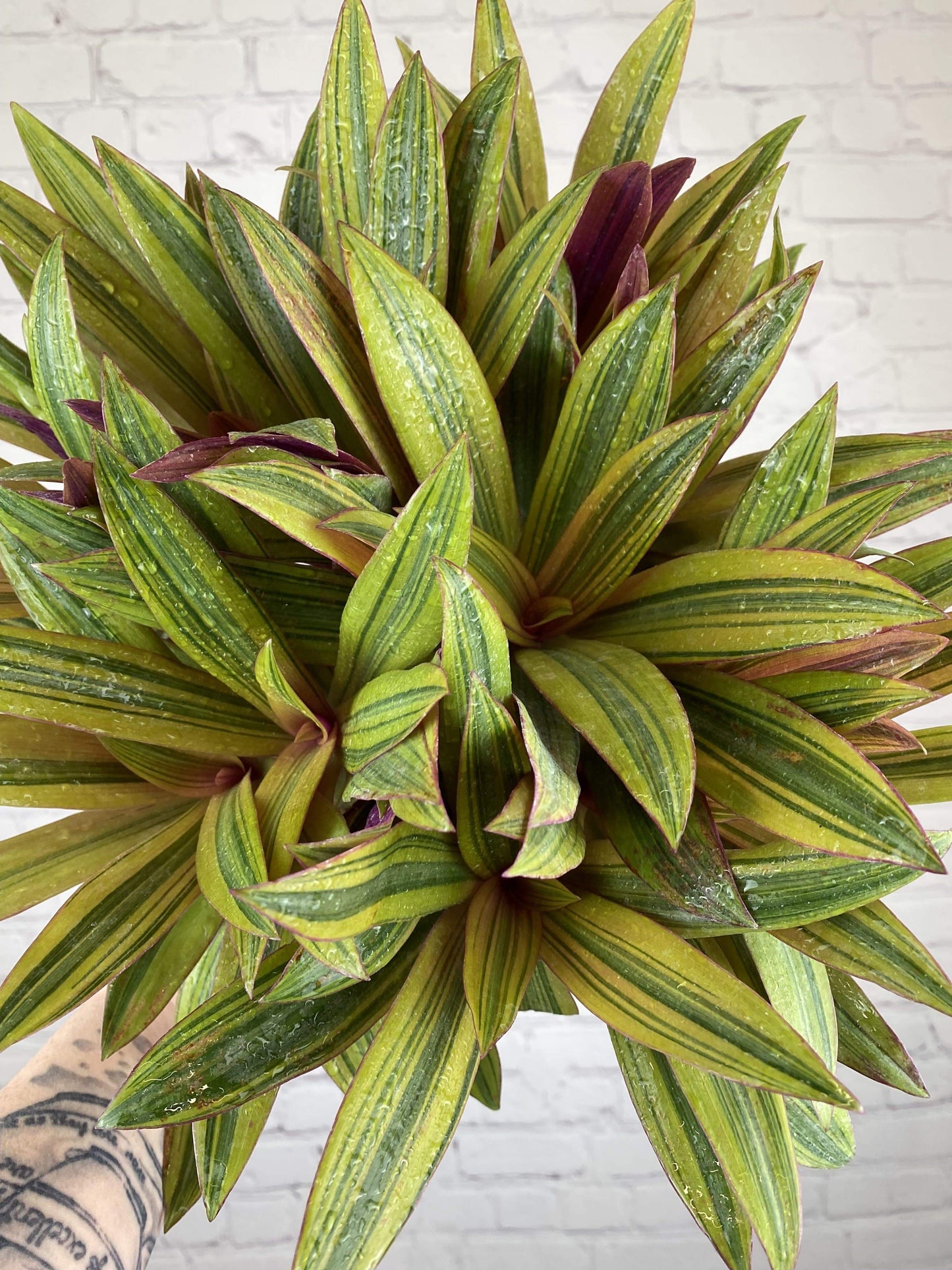 Plant Goals Plant Shop 6" Rhoeo Gold