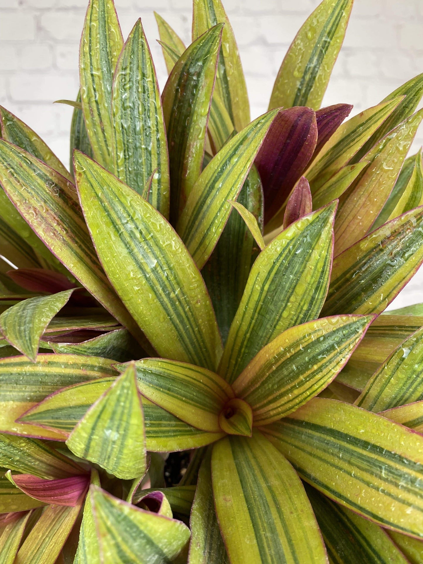 Plant Goals Plant Shop 6" Rhoeo Gold