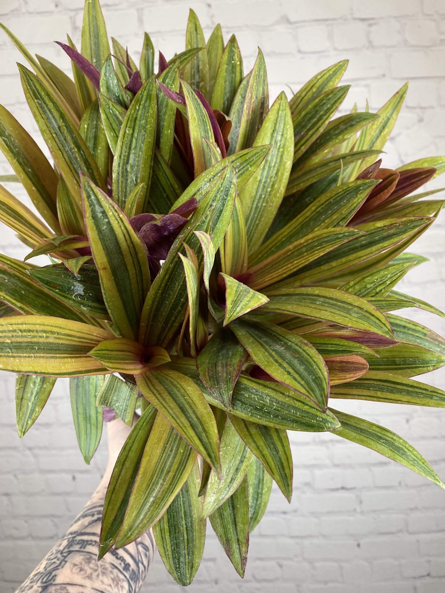 Plant Goals Plant Shop 6" Rhoeo Gold