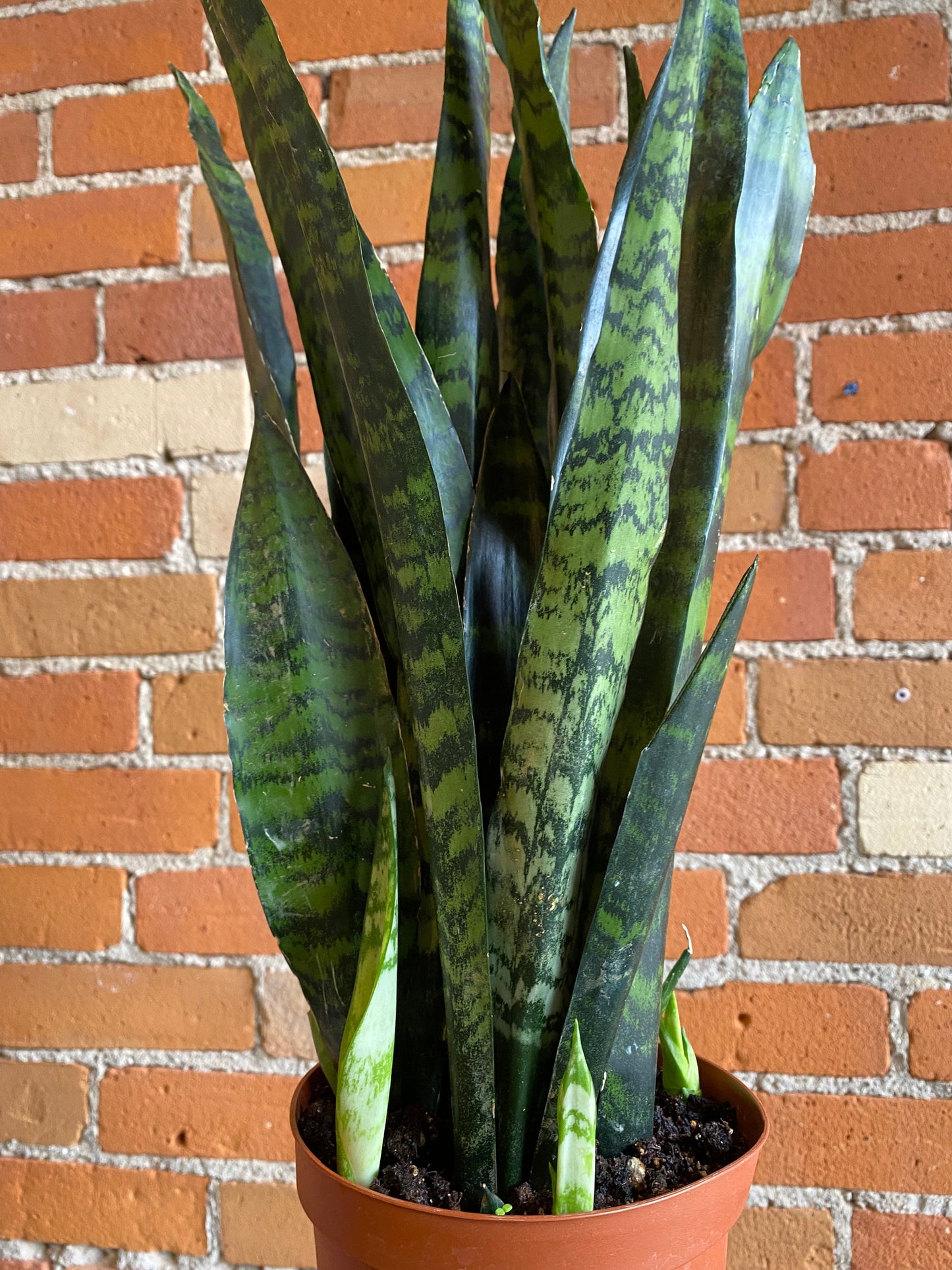 Plant Goals Plant Shop 6" Sansevieria Black Coral