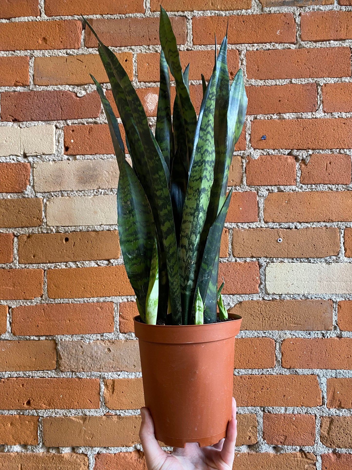 Plant Goals Plant Shop 6" Sansevieria Black Coral