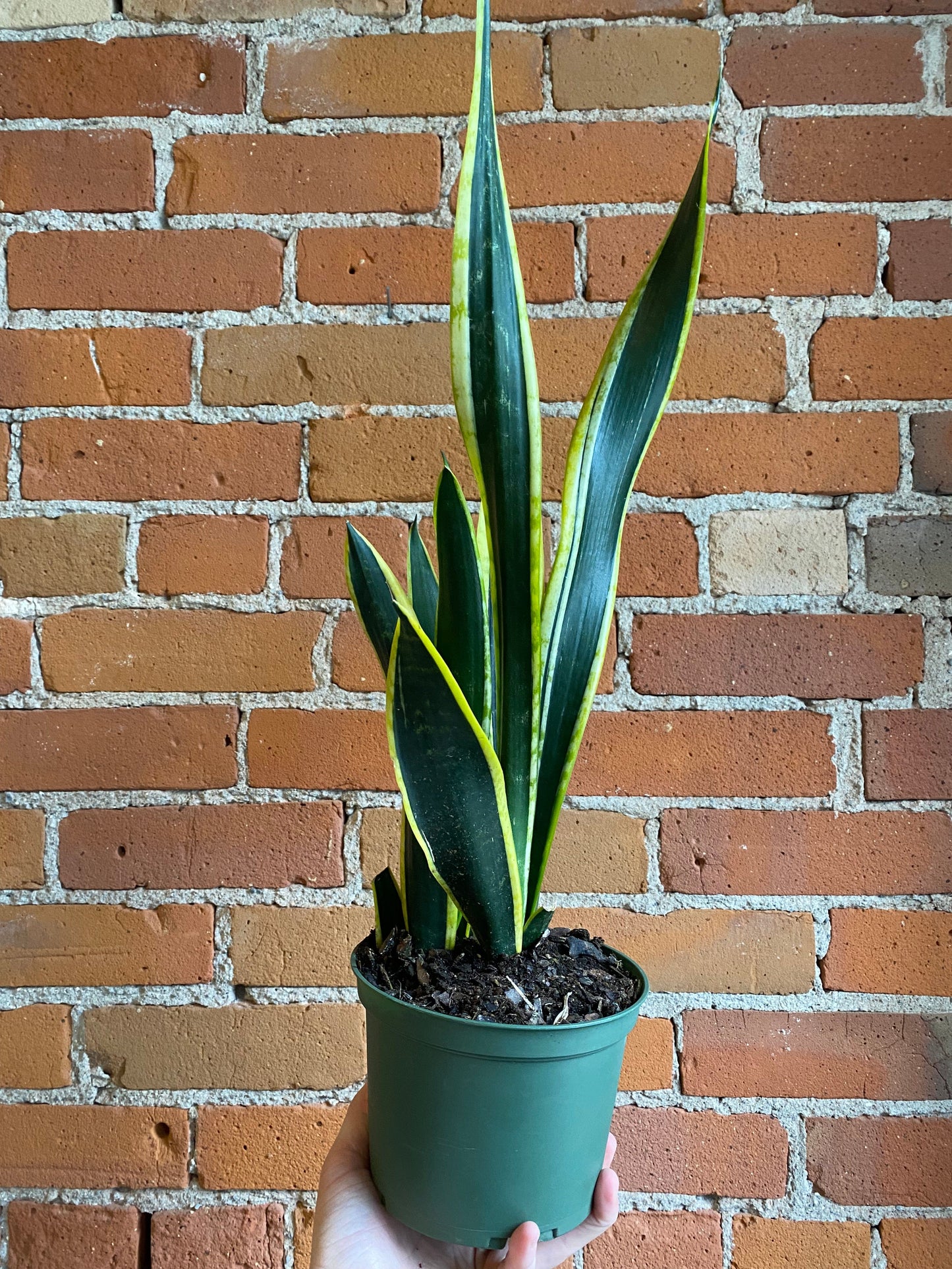 Plant Goals Plant Shop 6" Sansevieria Black Gold