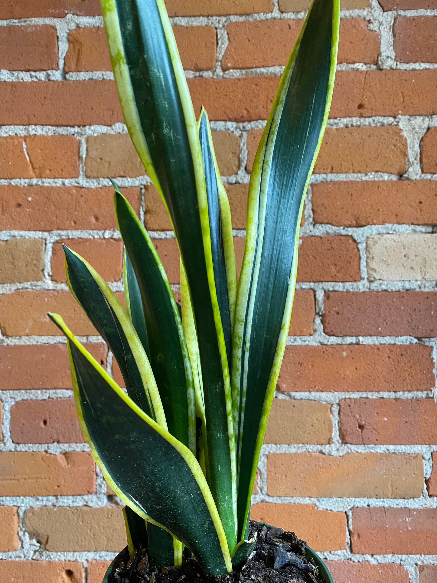 Plant Goals Plant Shop 6" Sansevieria Black Gold