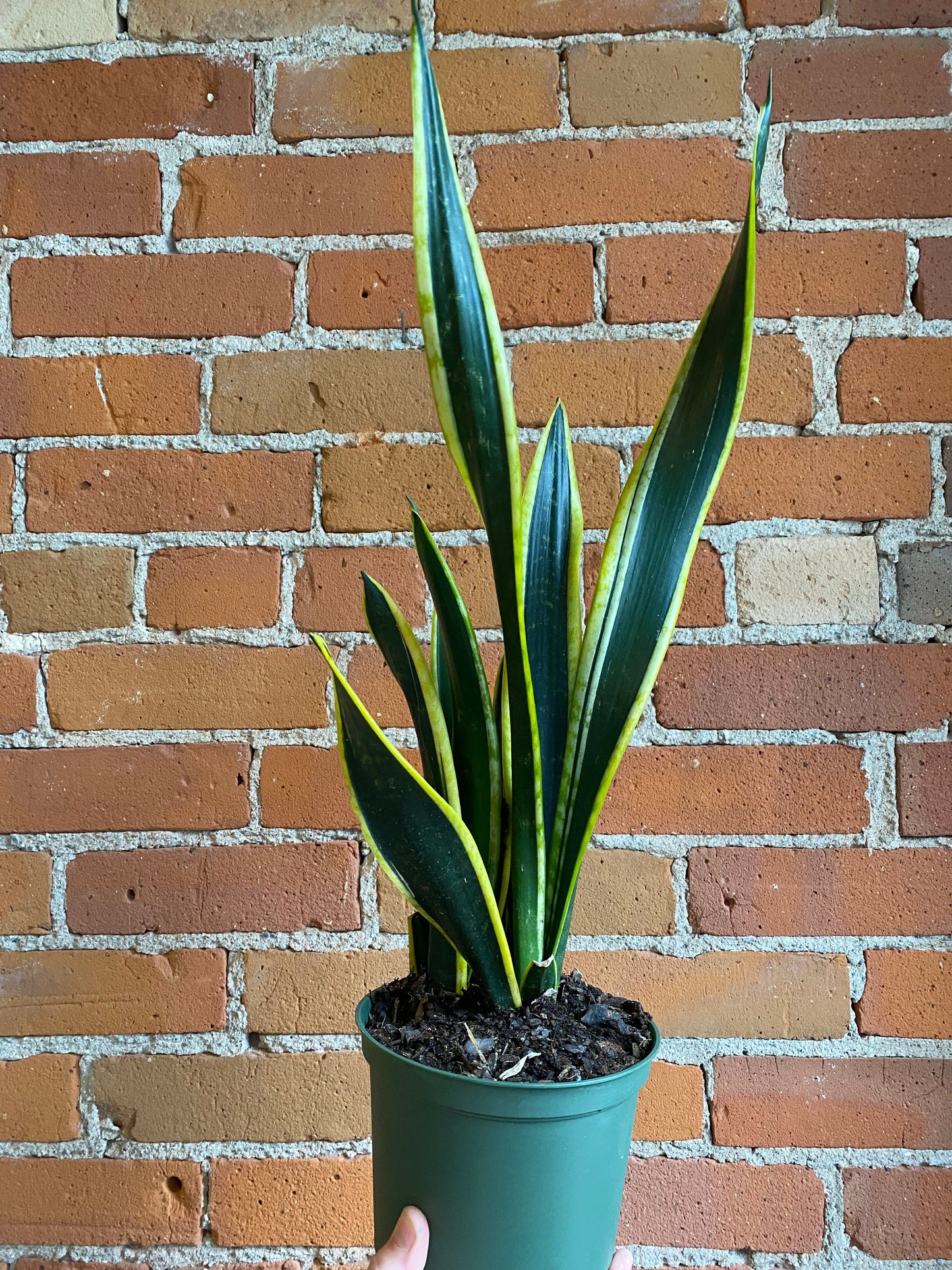 Plant Goals Plant Shop 6" Sansevieria Black Gold