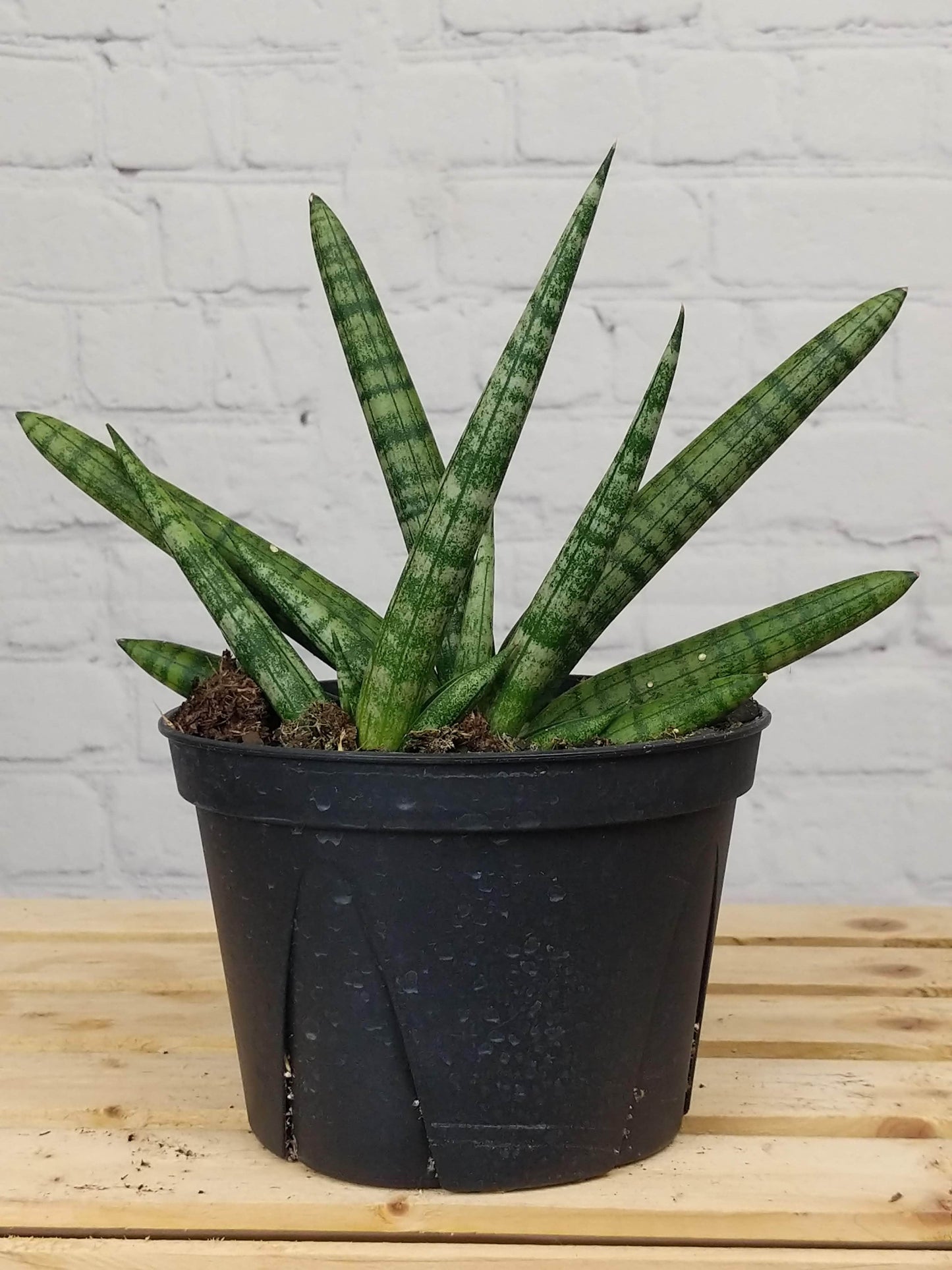 Plant Goals Plant Shop 6" Sansevieria Boncel Starfish