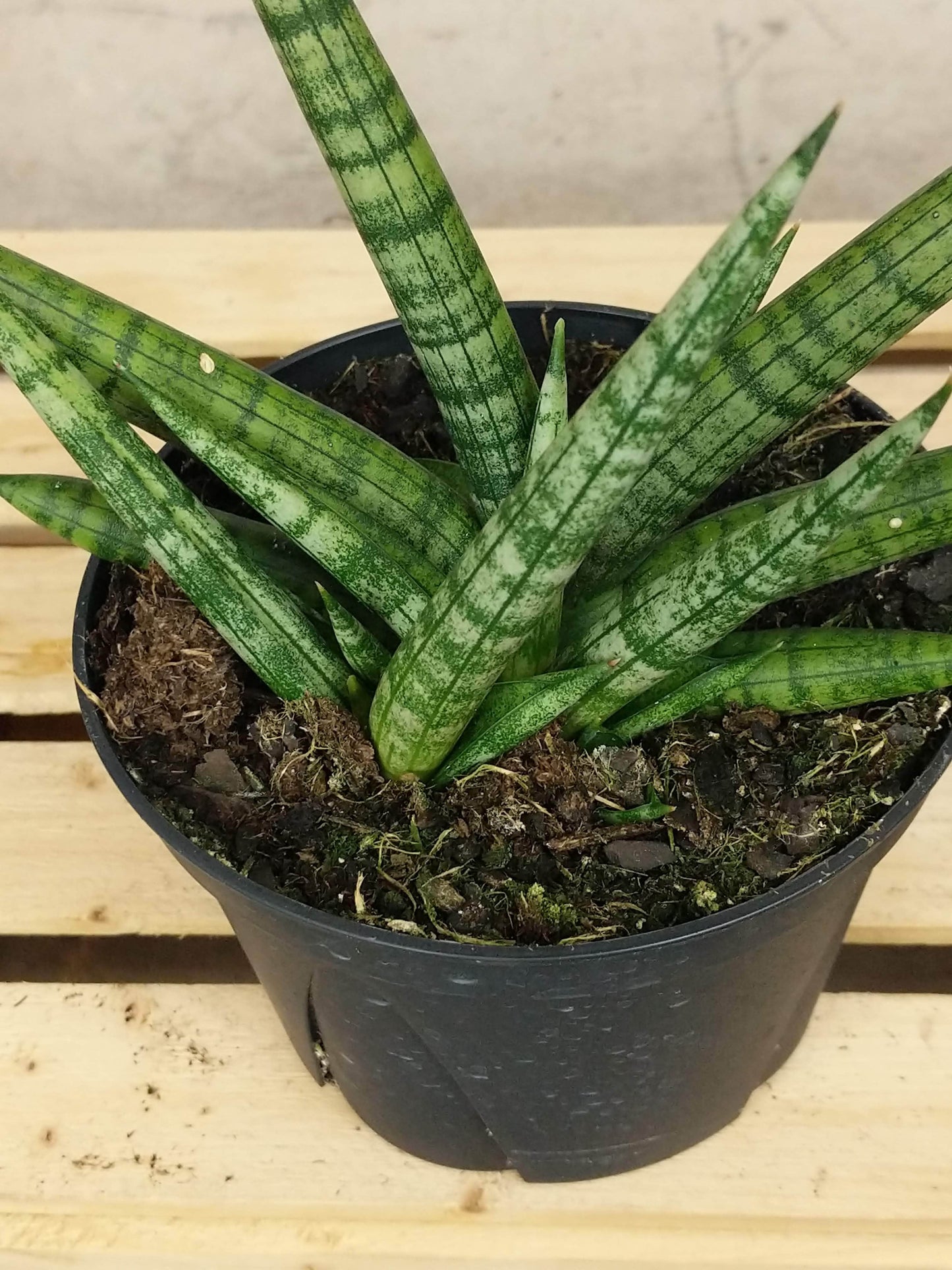 Plant Goals Plant Shop 6" Sansevieria Boncel Starfish