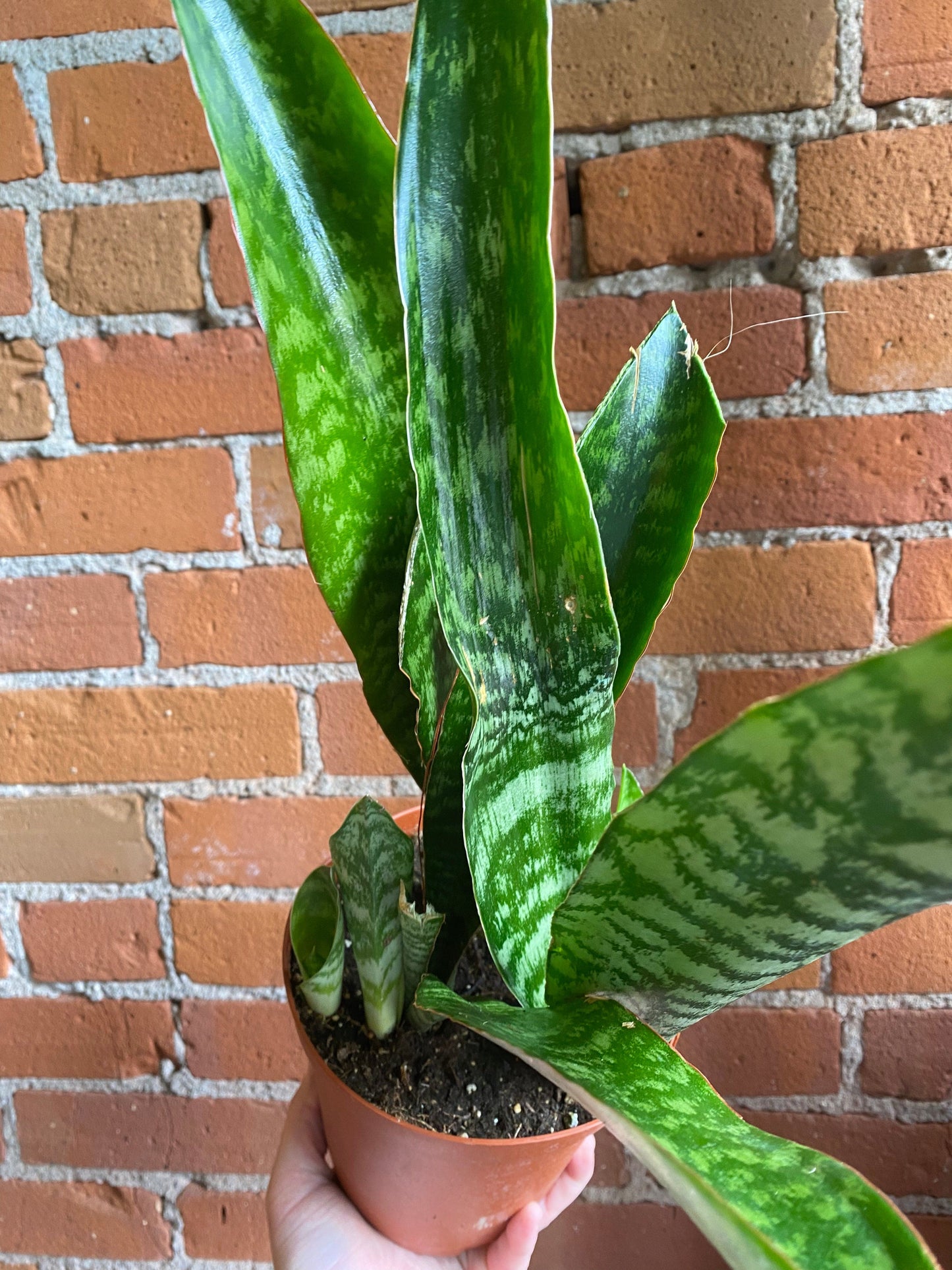 Plant Goals Plant Shop 6" Sansevieria Jaboa