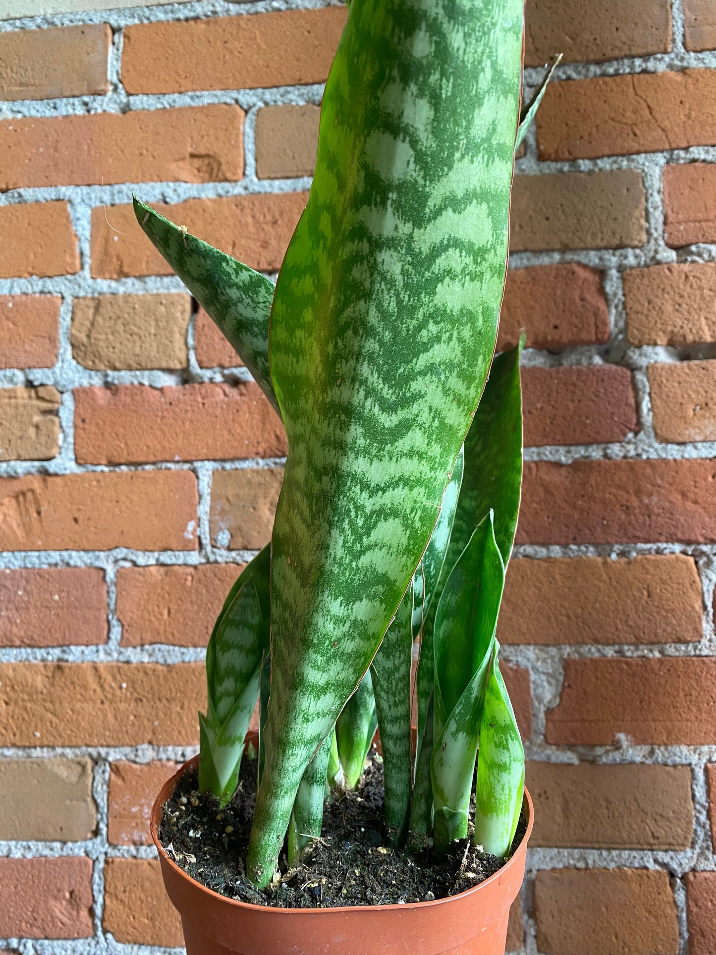 Plant Goals Plant Shop 6" Sansevieria Jaboa