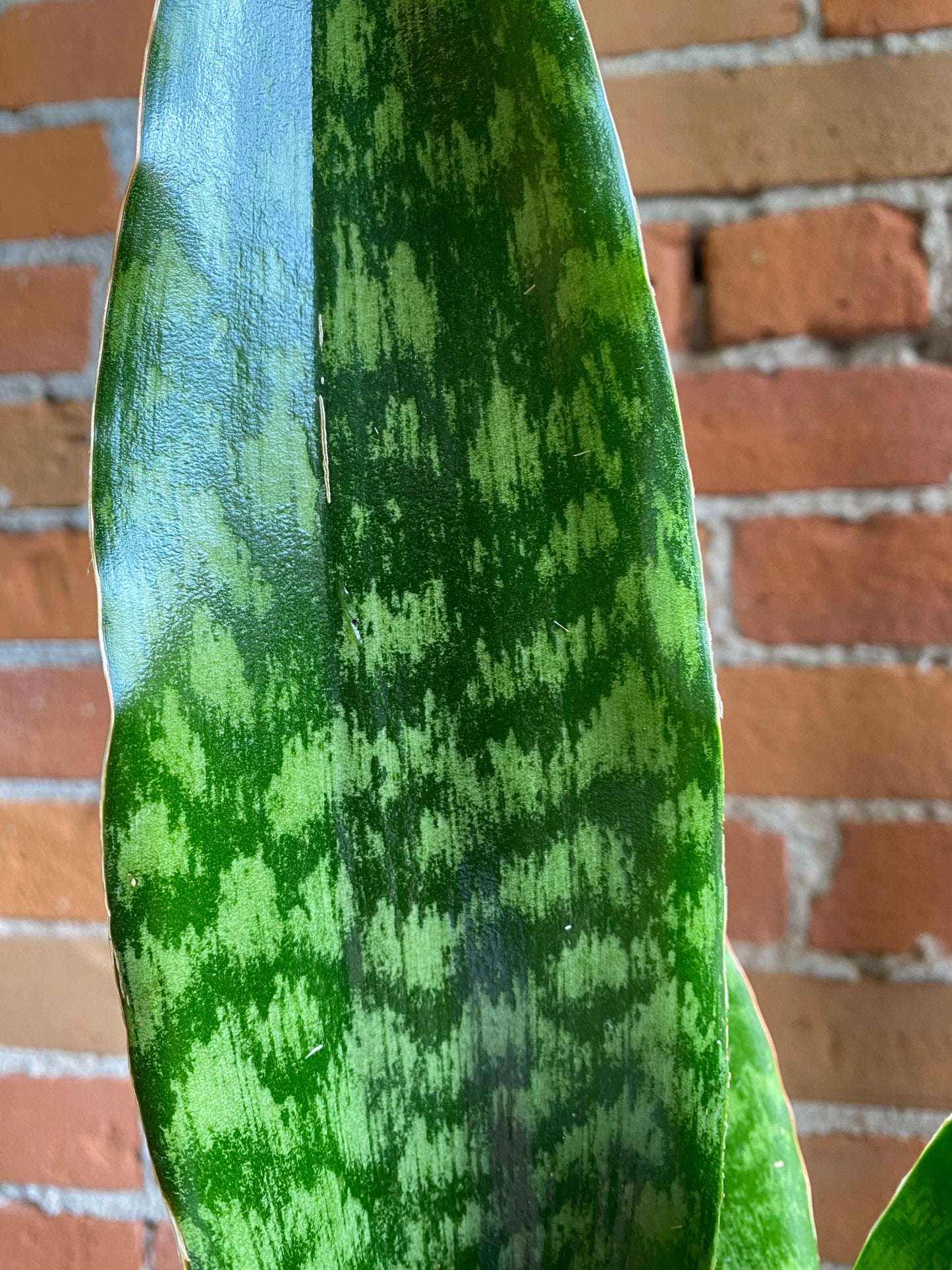 Plant Goals Plant Shop 6" Sansevieria Jaboa