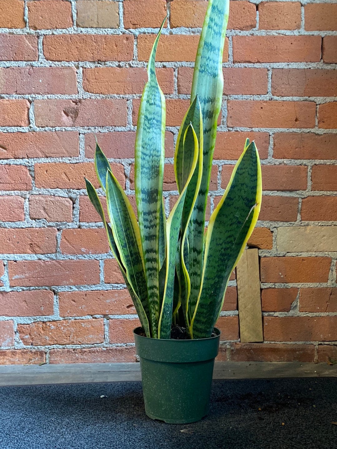 Plant Goals Plant Shop 6" Sansevieria Laurentii