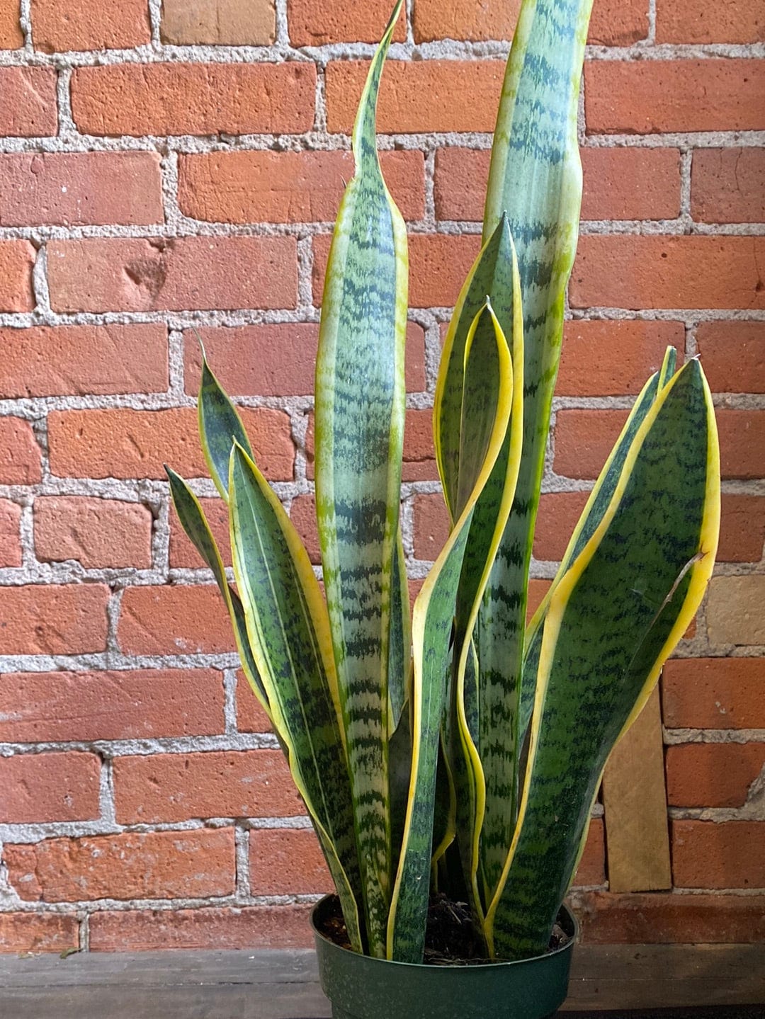 Plant Goals Plant Shop 6" Sansevieria Laurentii