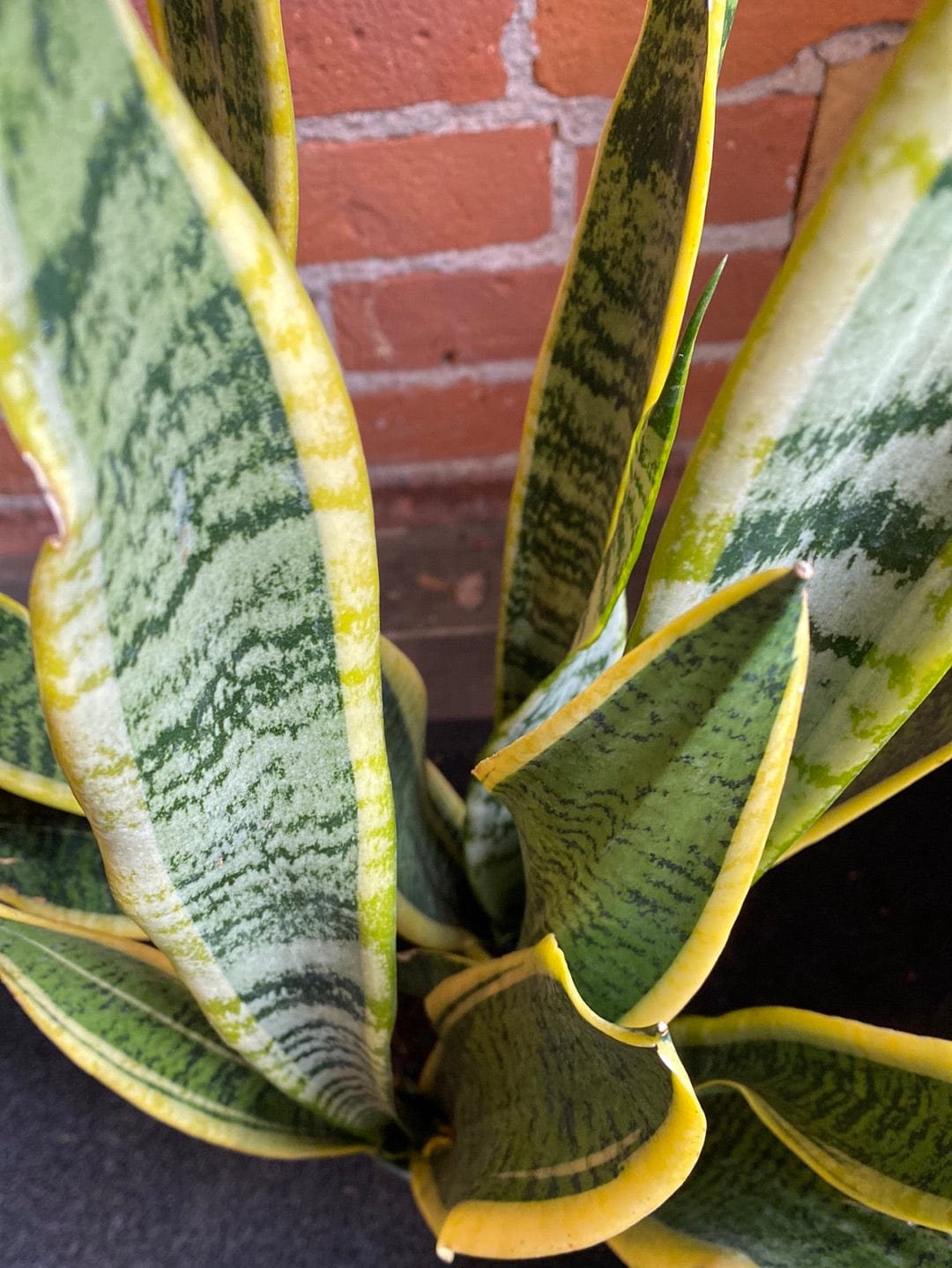 Plant Goals Plant Shop 6" Sansevieria Laurentii