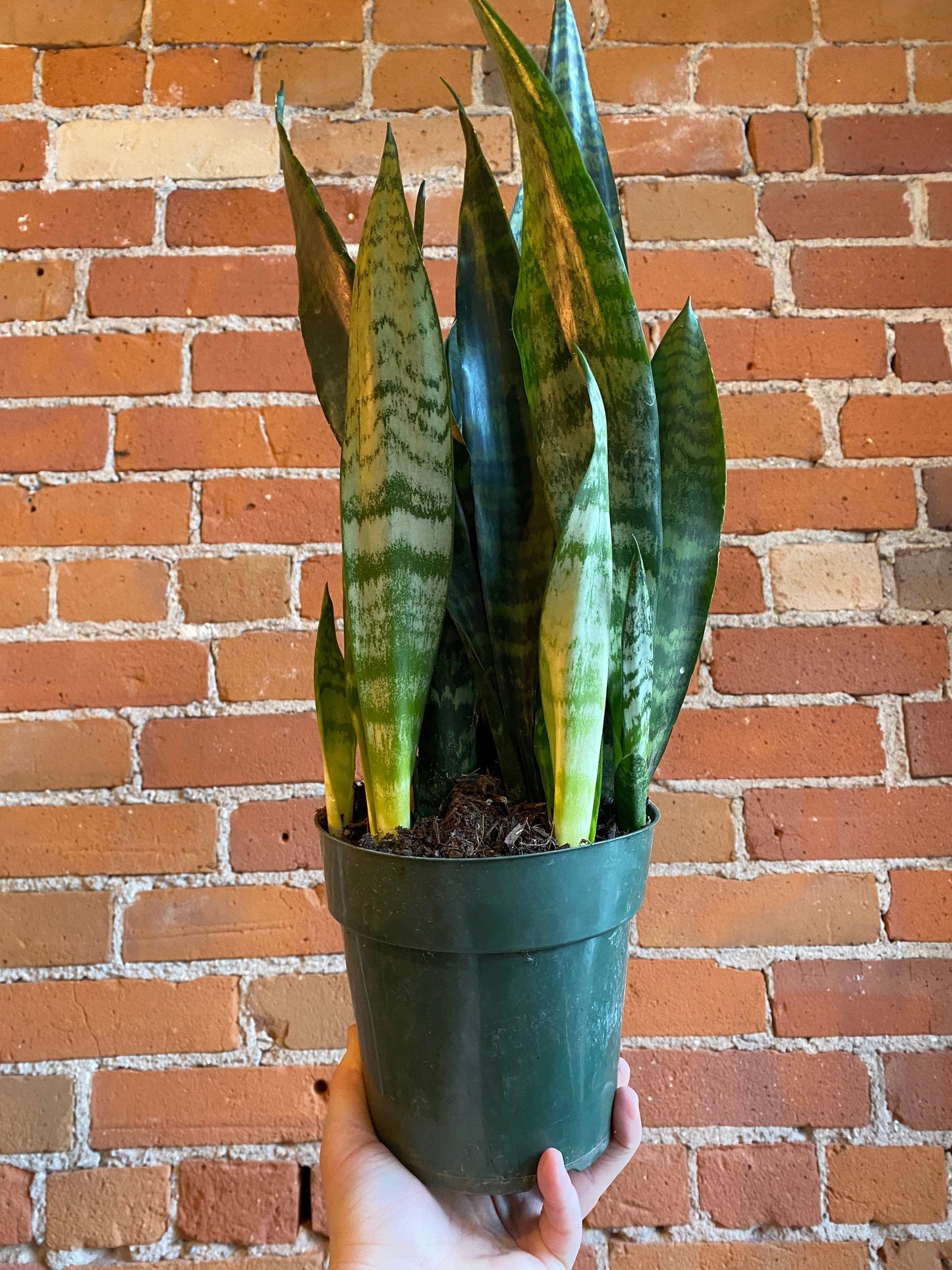 Plant Goals Plant Shop 6" Sansevieria Zeylanica