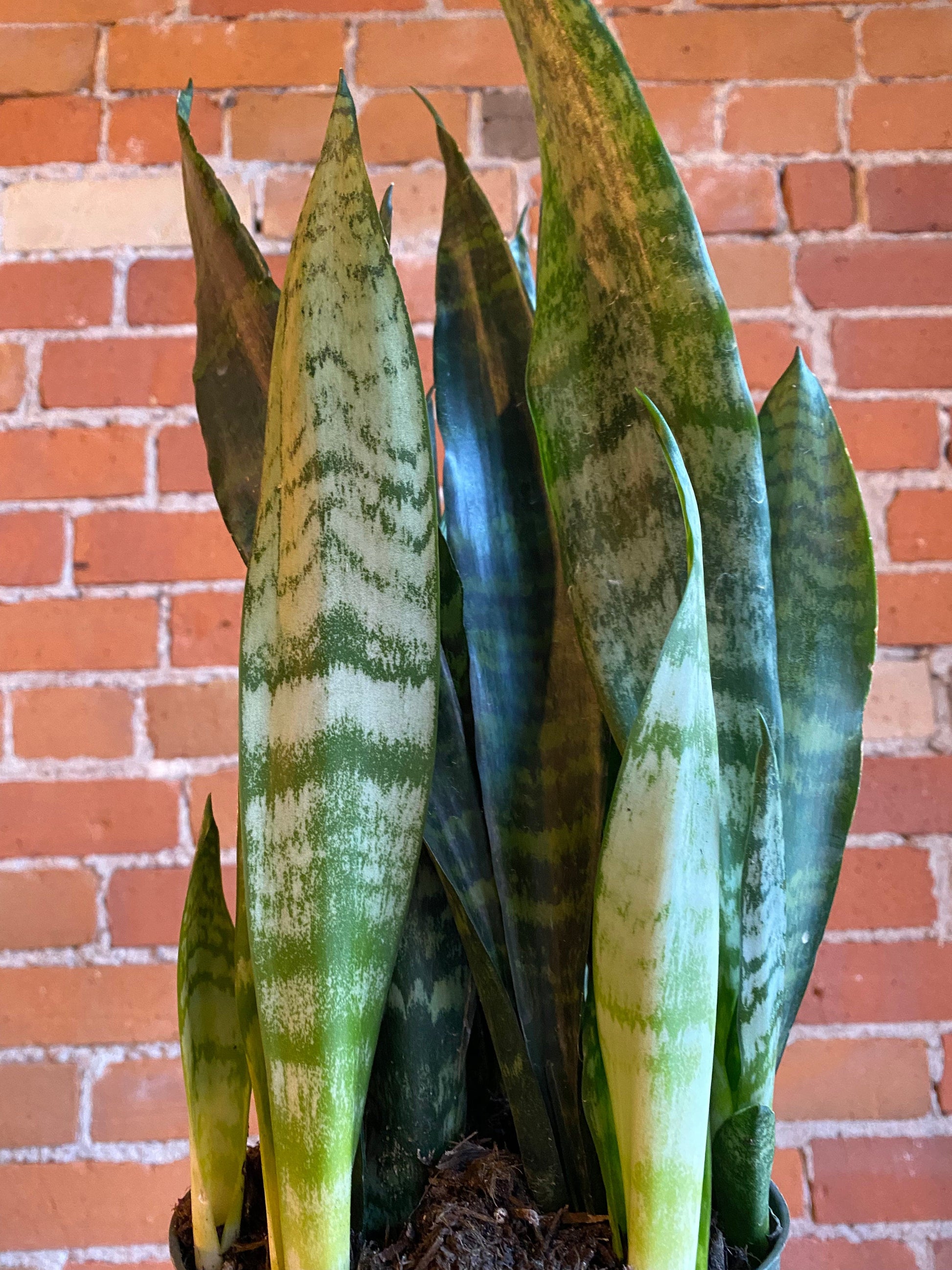 Plant Goals Plant Shop 6" Sansevieria Zeylanica