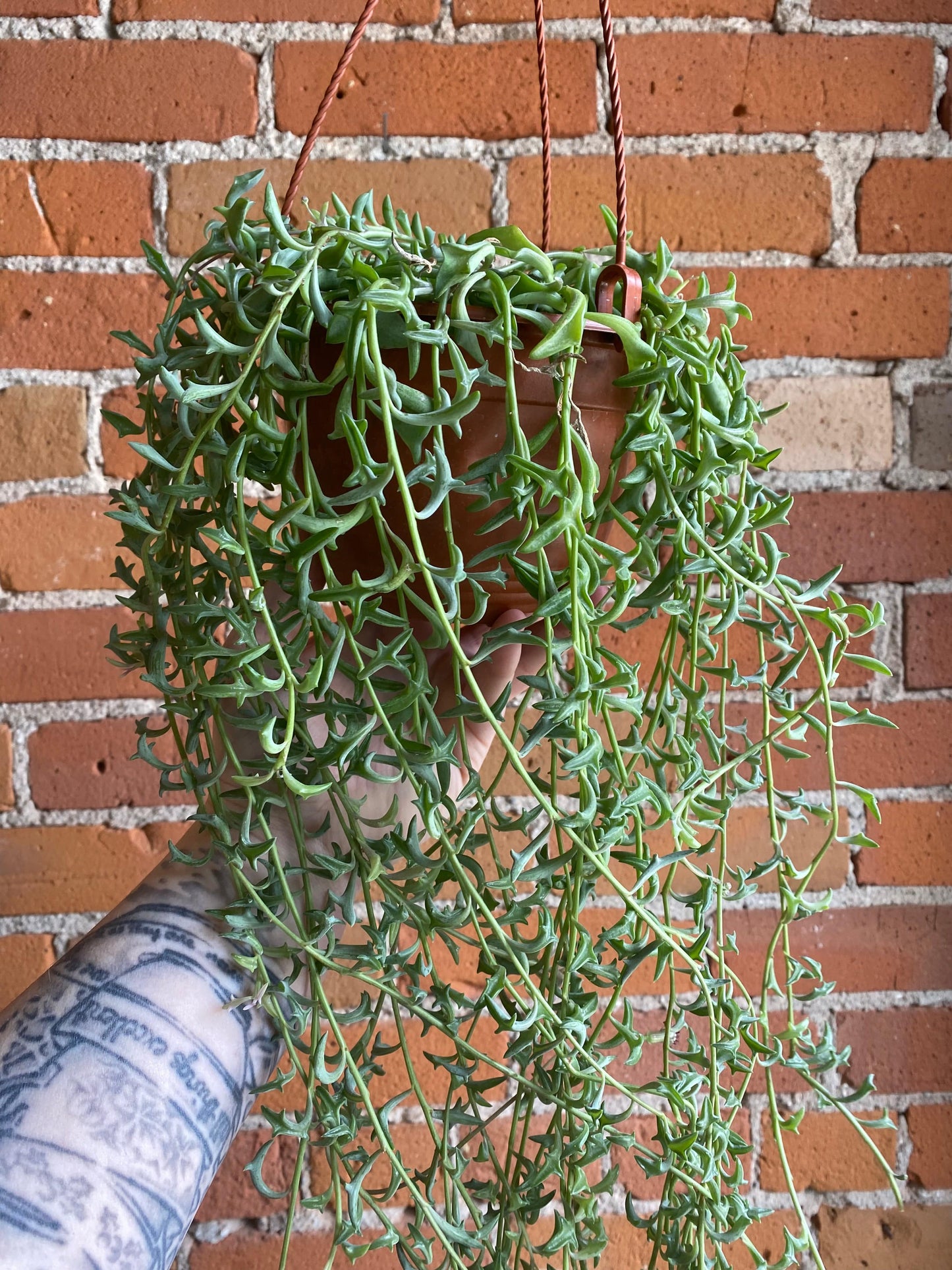 Plant Goals Plant Shop 6" String of Dolphins Hanging Basket | Senecio Peregrinus