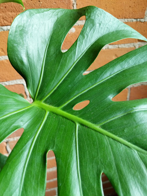Plant Goals Plant Shop 8.25" Monstera Deliciosa