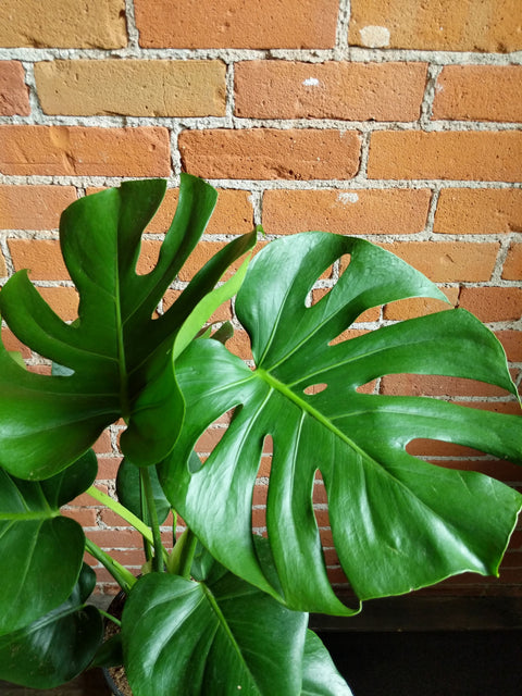 Plant Goals Plant Shop 8.25" Monstera Deliciosa