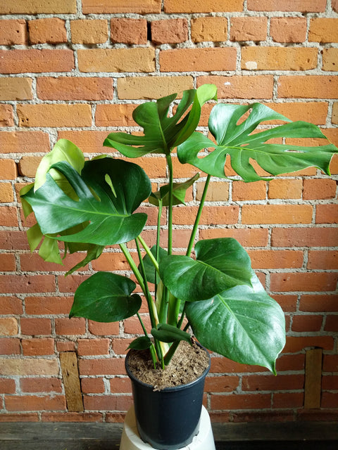 Plant Goals Plant Shop 8.25" Monstera Deliciosa