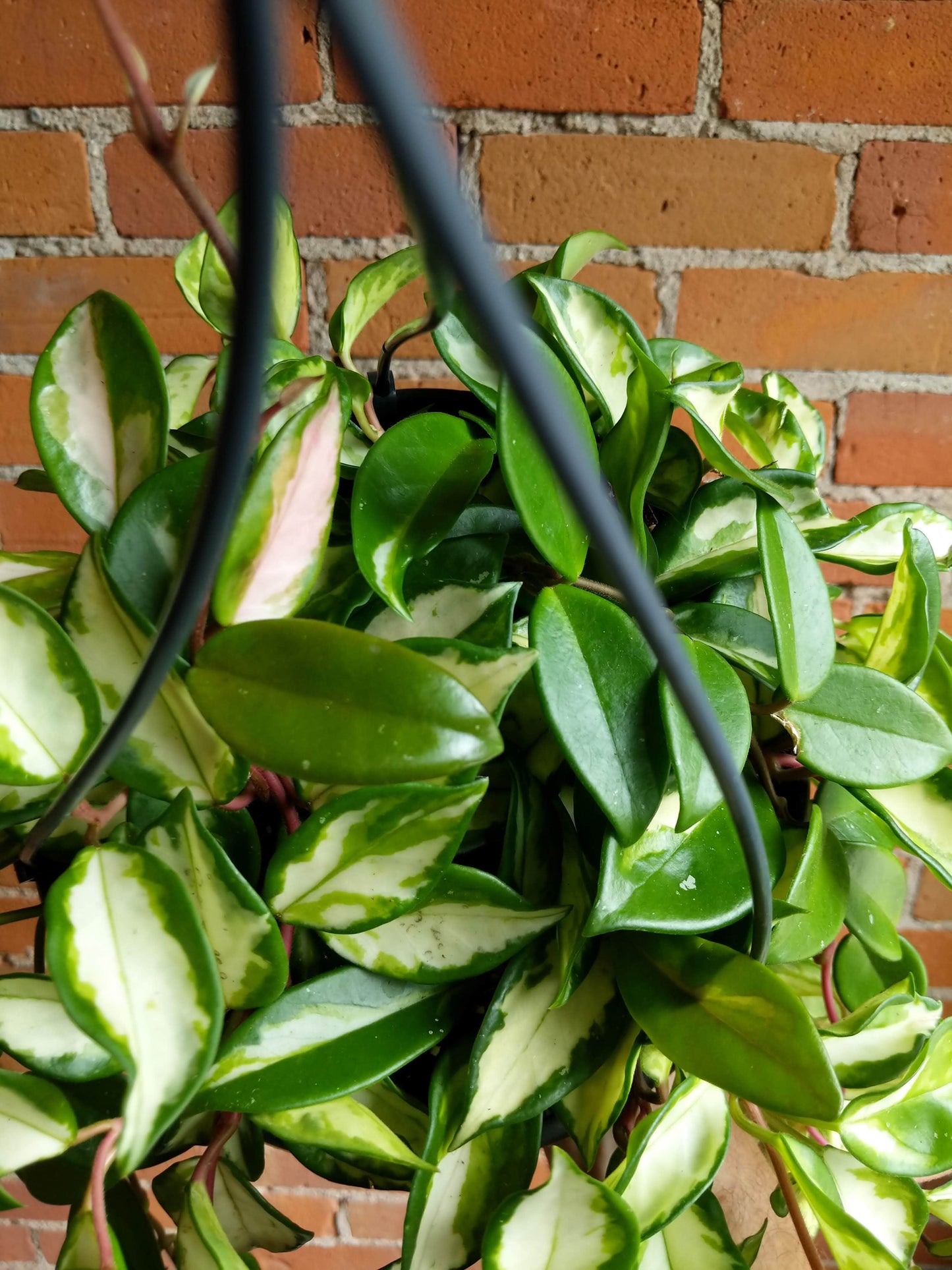 Plant Goals Plant Shop 8.5" Hoya Carnosa Variegata Hanging Basket