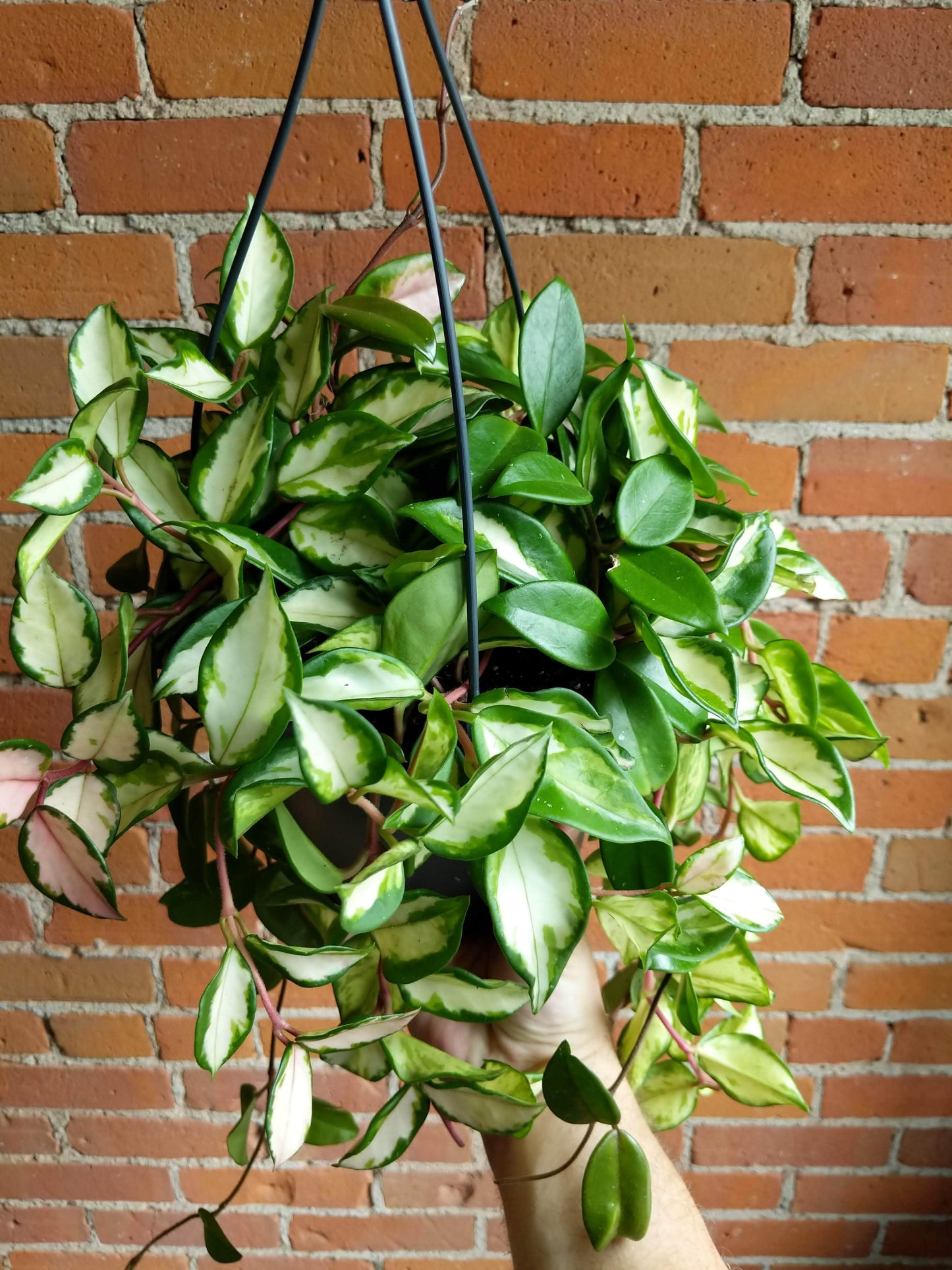 Plant Goals Plant Shop 8.5" Hoya Carnosa Variegata Hanging Basket