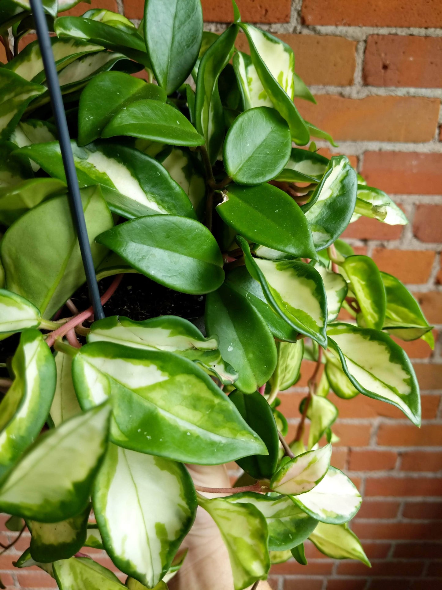 Plant Goals Plant Shop 8.5" Hoya Carnosa Variegata Hanging Basket