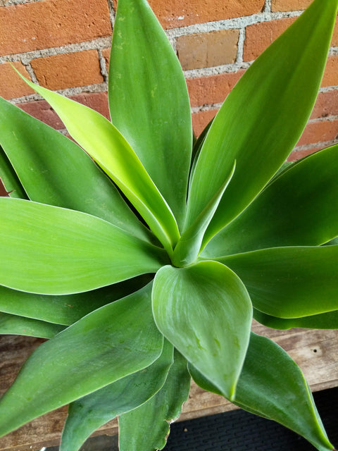 Plant Goals Plant Shop 8" Agave Golden