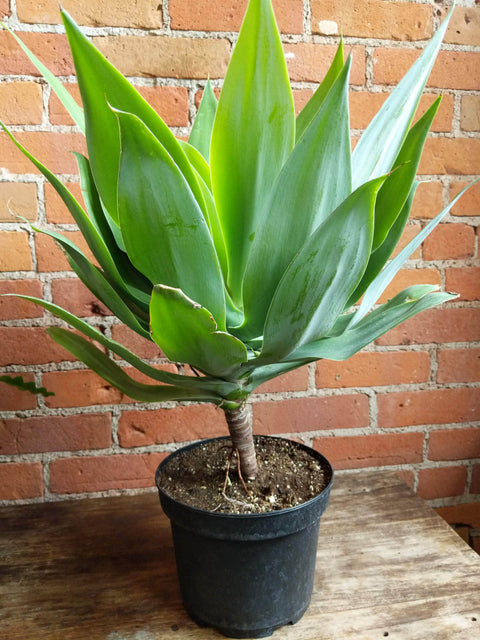 Plant Goals Plant Shop 8" Agave Golden