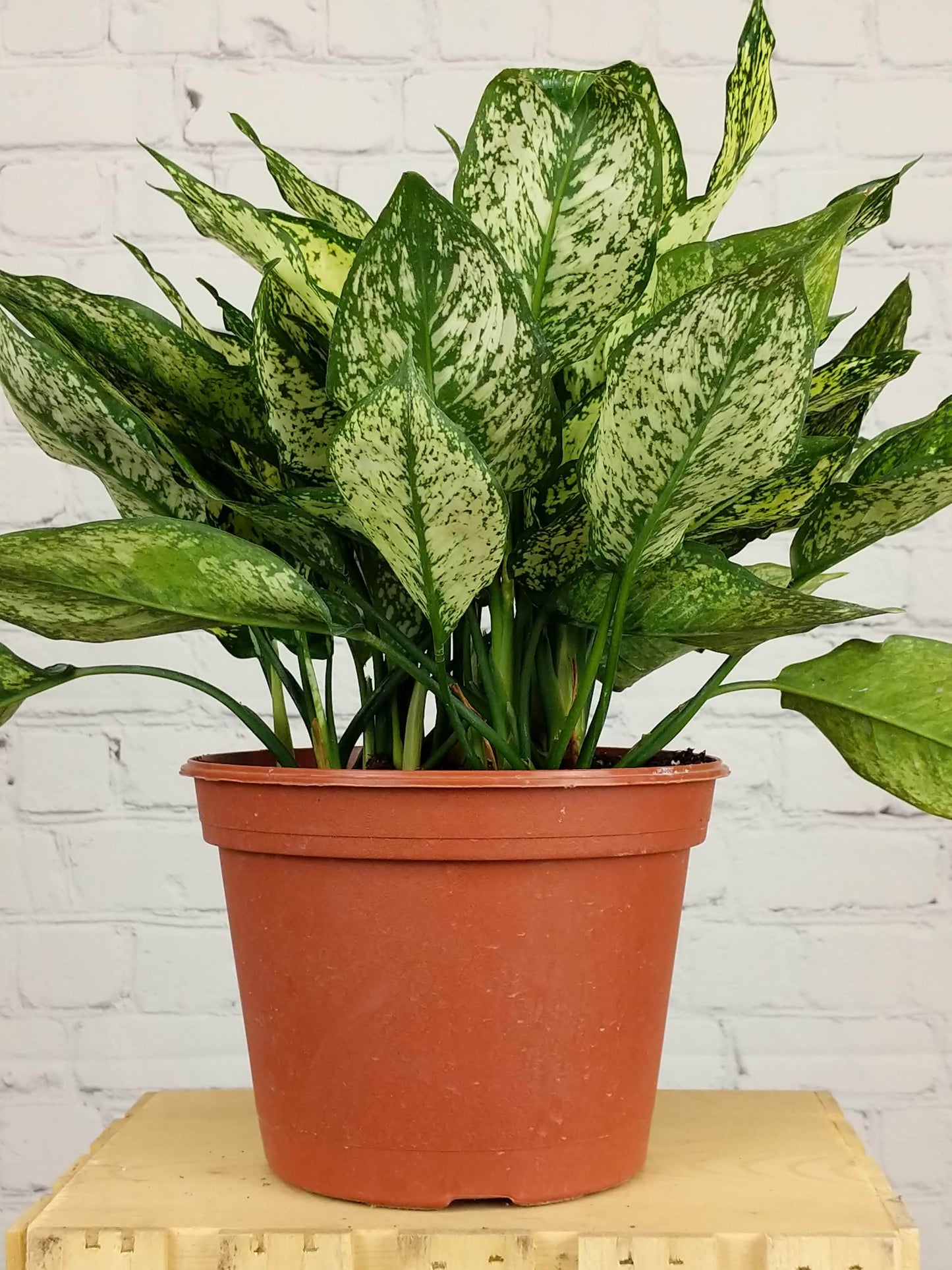 Plant Goals Plant Shop 8" Aglaonema Osaka