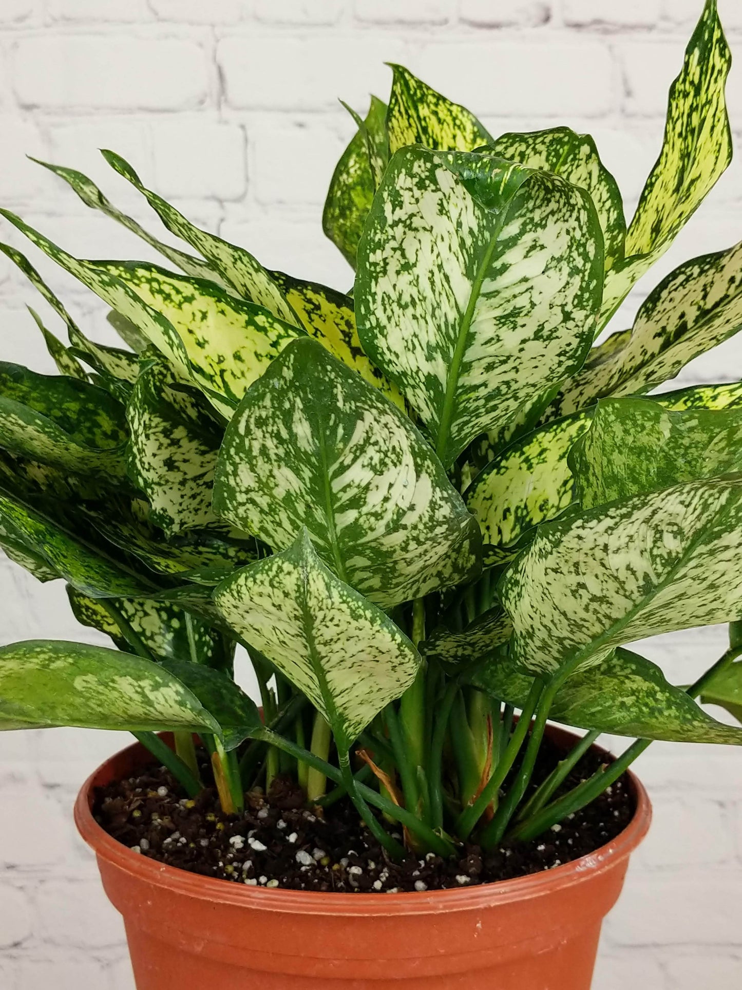 Plant Goals Plant Shop 8" Aglaonema Osaka