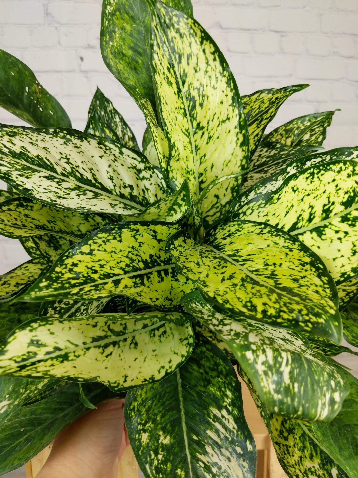 Plant Goals Plant Shop 8" Aglaonema Osaka