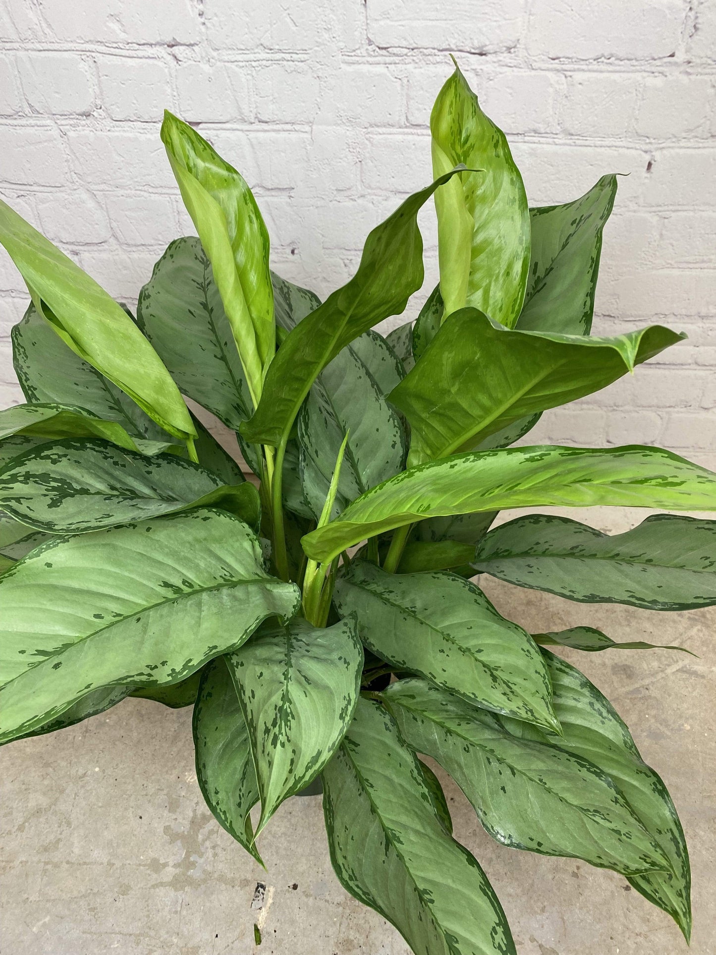 Plant Goals Plant Shop 8" Aglaonema Silverado