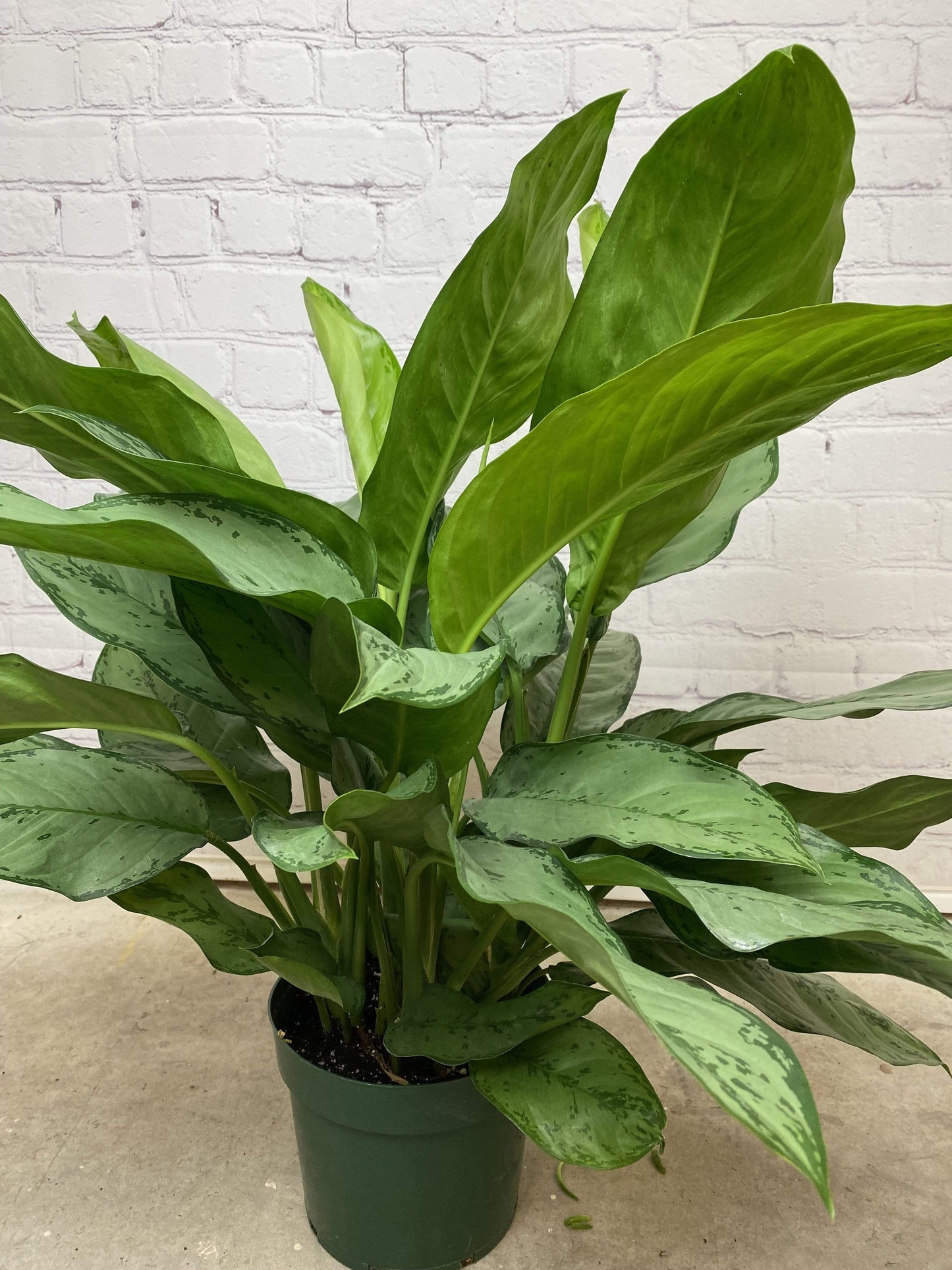 Plant Goals Plant Shop 8" Aglaonema Silverado