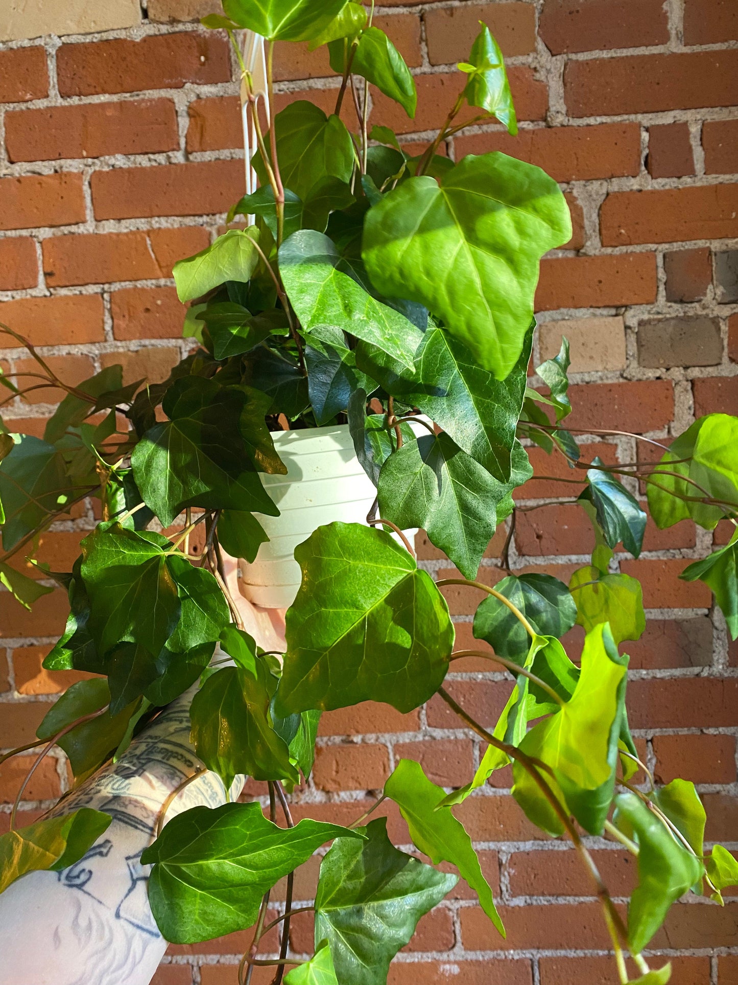 Plant Goals Plant Shop 8" Algerian Ivy Hanging Basket