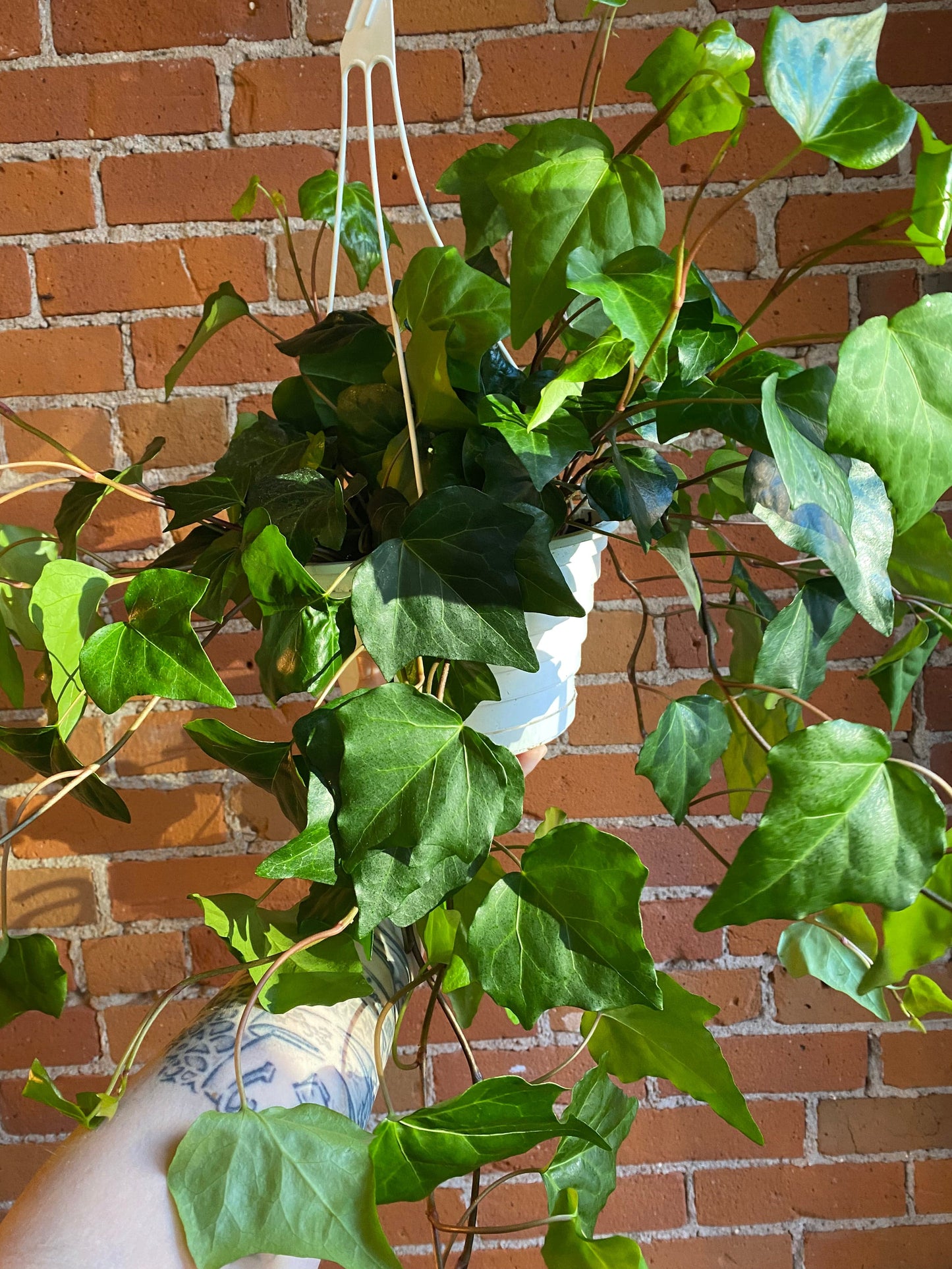 Plant Goals Plant Shop 8" Algerian Ivy Hanging Basket