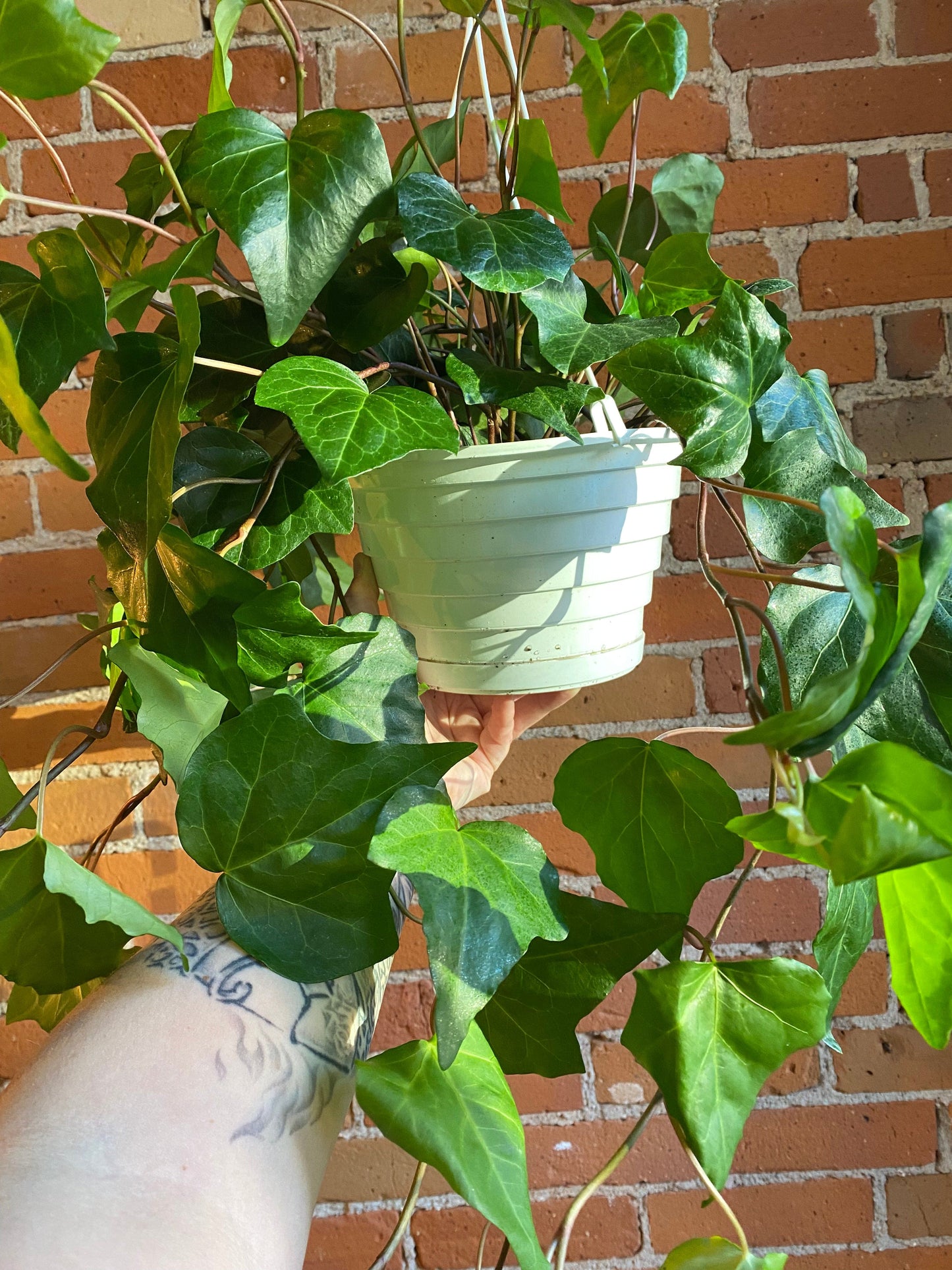 Plant Goals Plant Shop 8" Algerian Ivy Hanging Basket