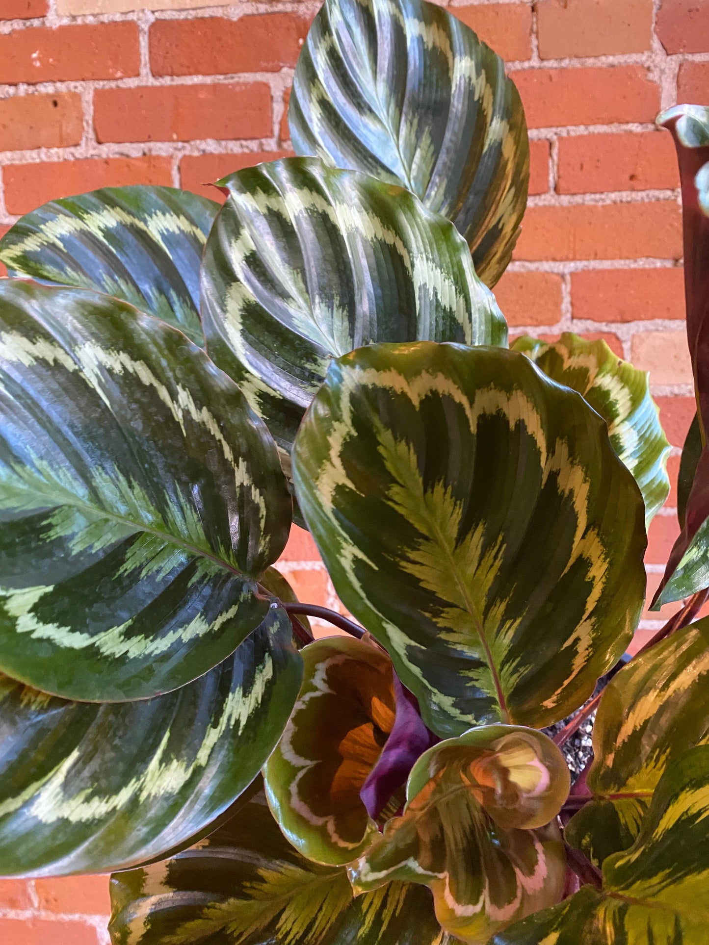 Plant Goals Plant Shop 8" Calathea Roseopicta