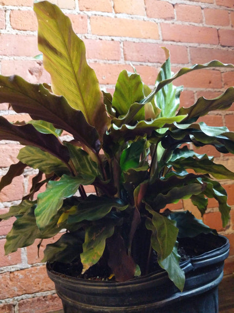 Plant Goals Plant Shop 8" Calathea Rufibarba