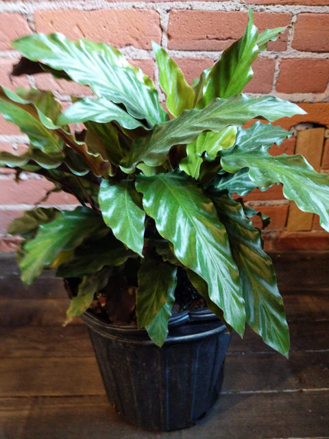 Plant Goals Plant Shop 8" Calathea Rufibarba