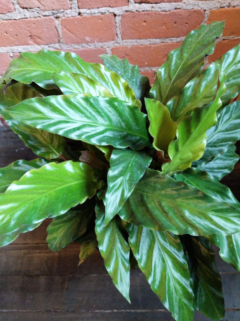 Plant Goals Plant Shop 8" Calathea Rufibarba